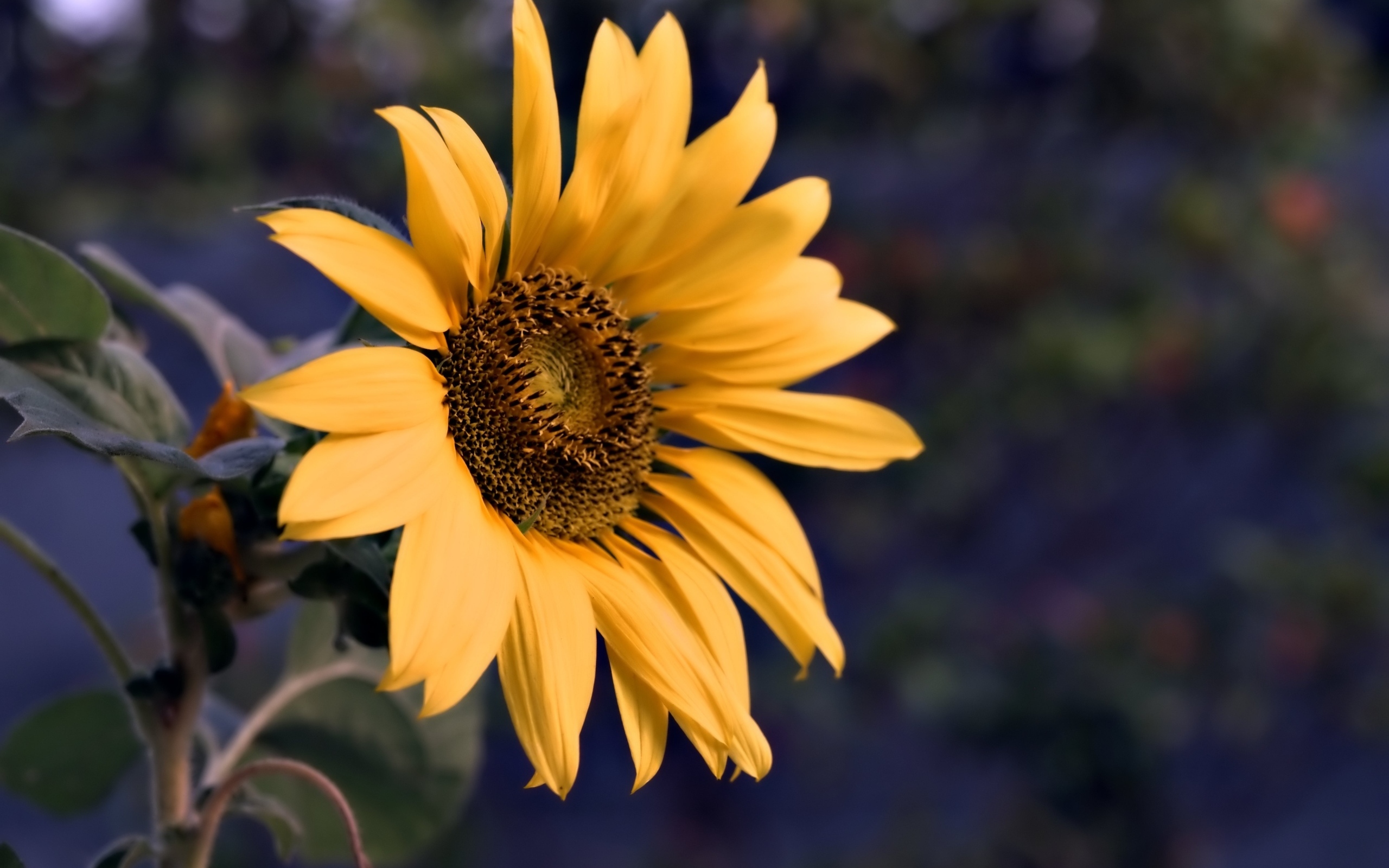 Маленький желтый цветок полевого подсолнуха