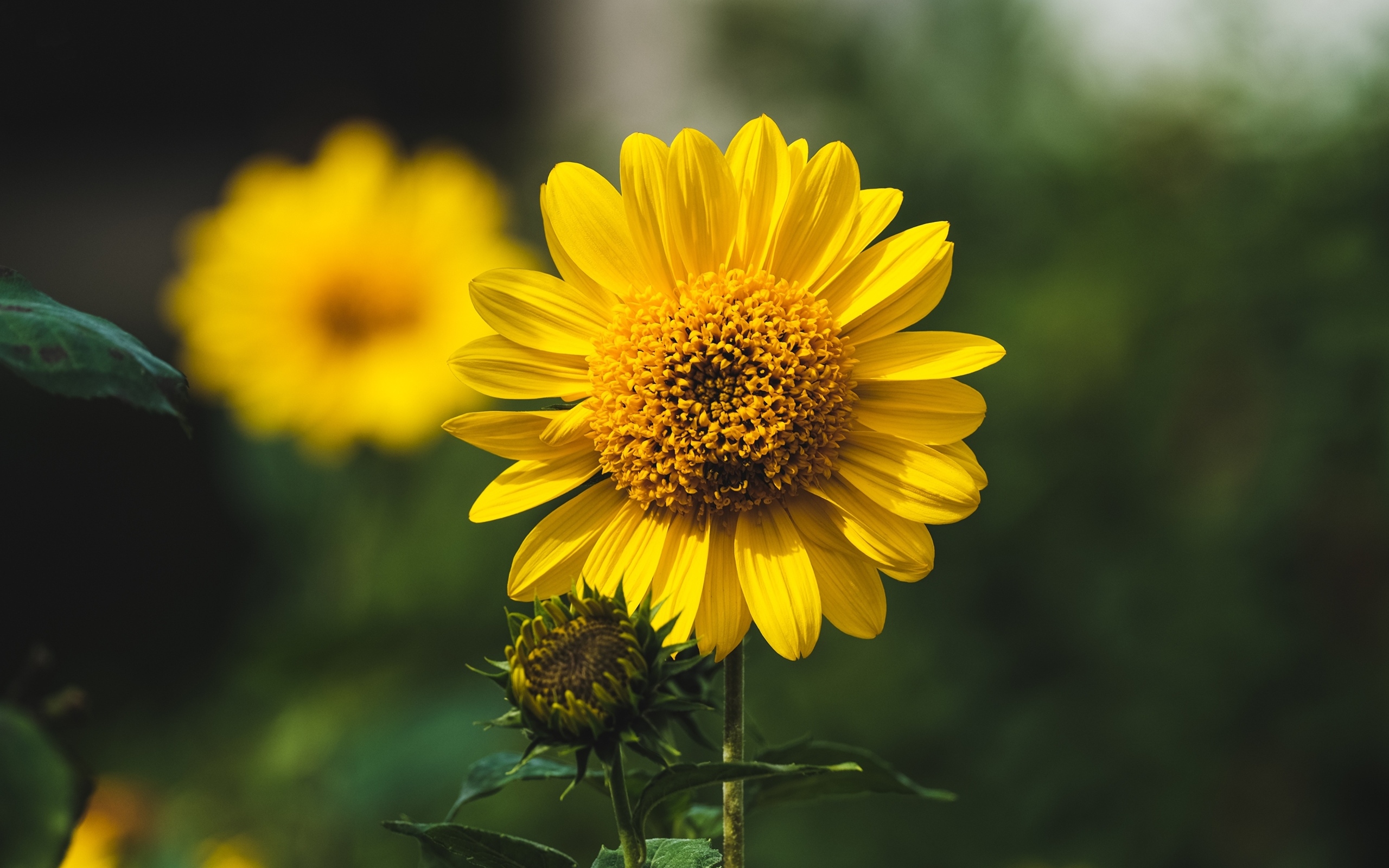 Подсолнух с бутонами крупным планом