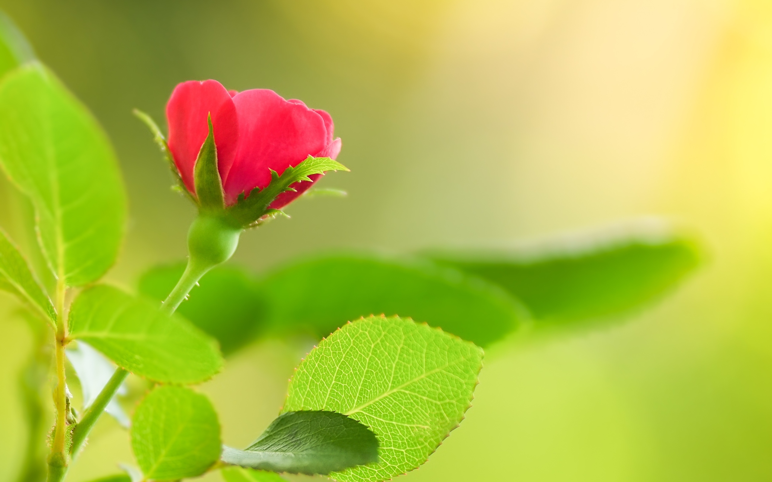 Нежная маленькая розовая роза с зелеными листьями