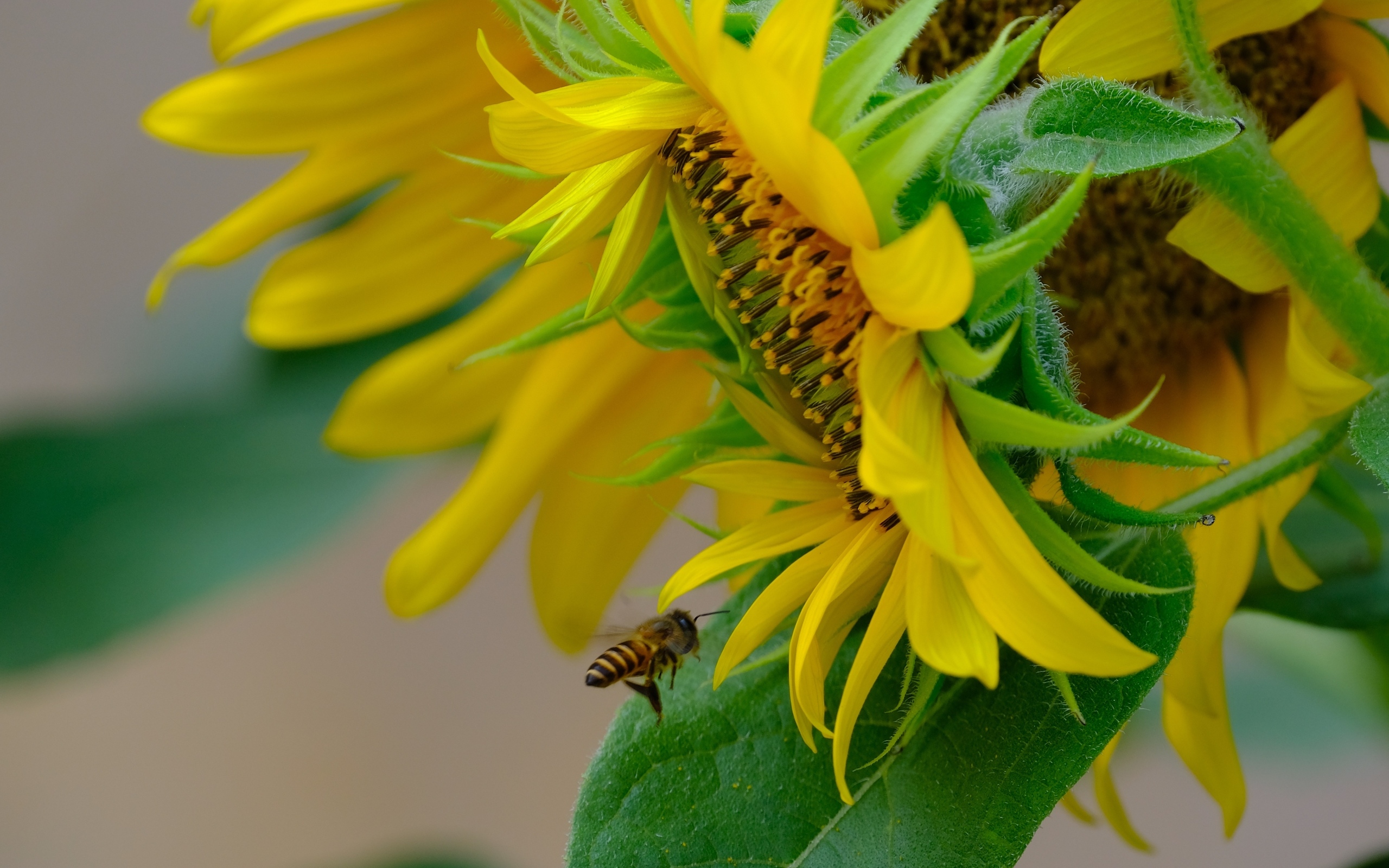Пчела кружит у цветов подсолнуха