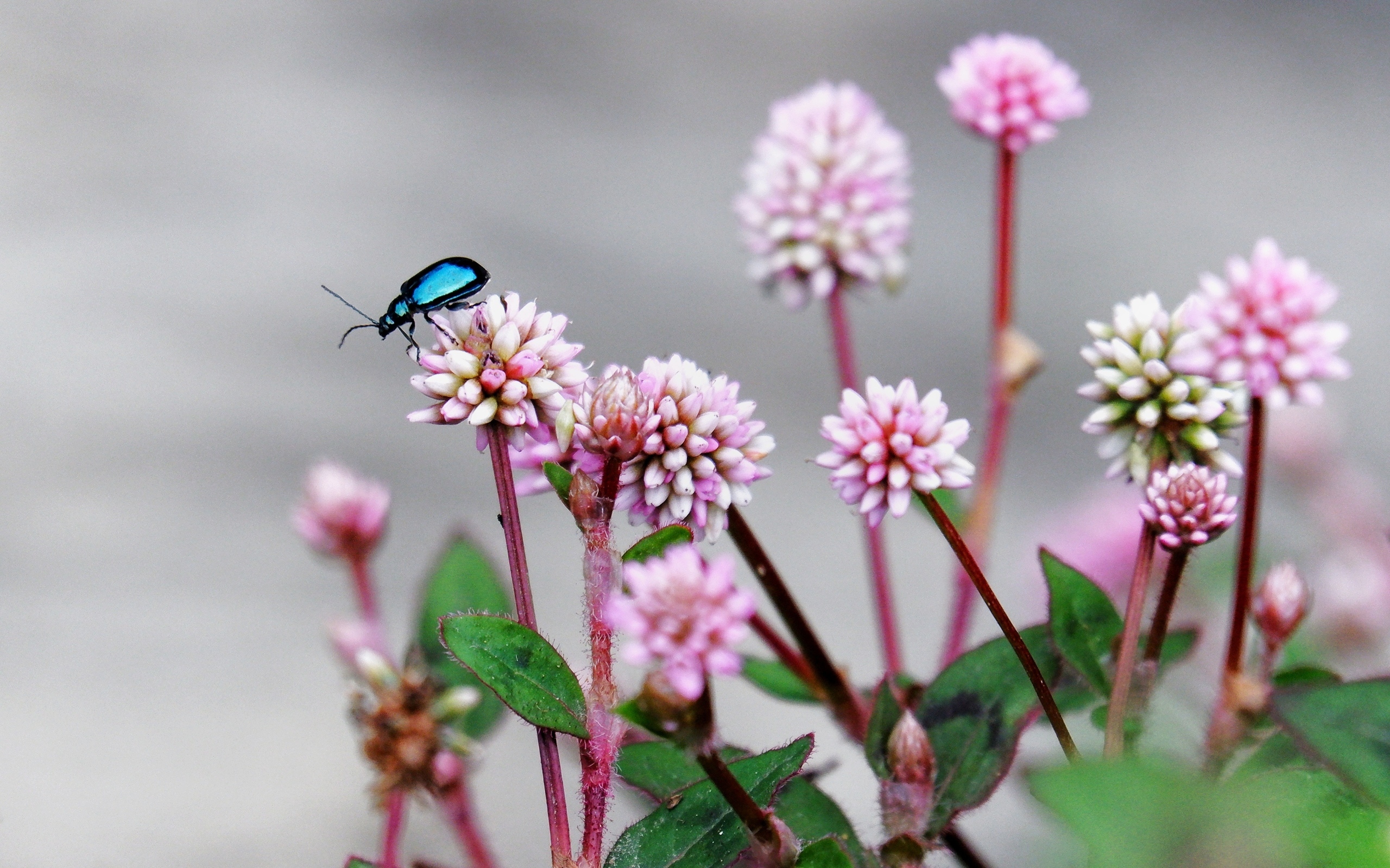 Жук сидит на розовых маленьких цветах