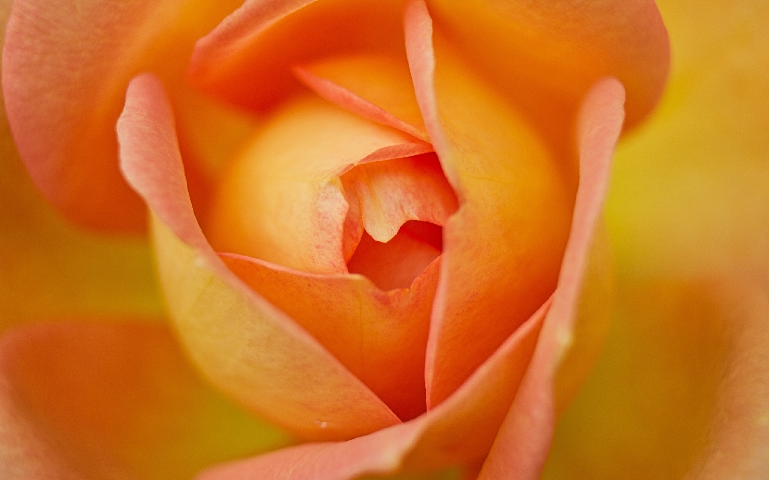 Серединка красивой оранжевой розы