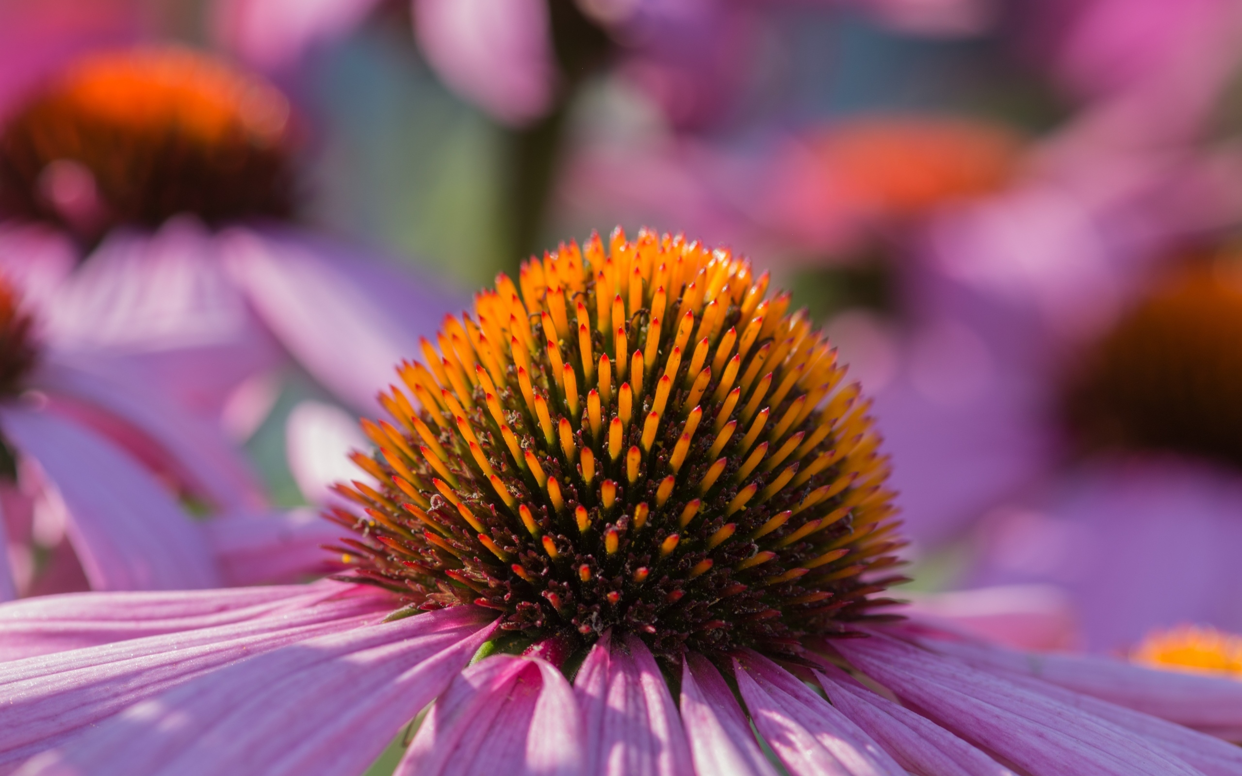 Серединка розового цветка эхинацеи