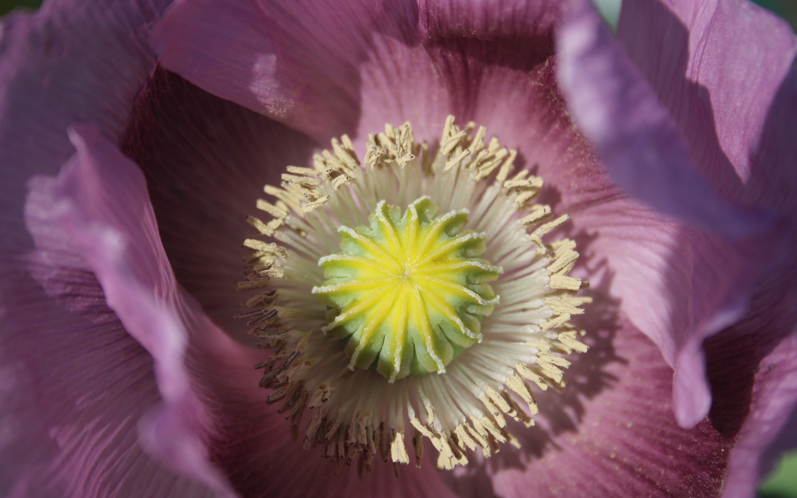 Серединка розового полевого мака