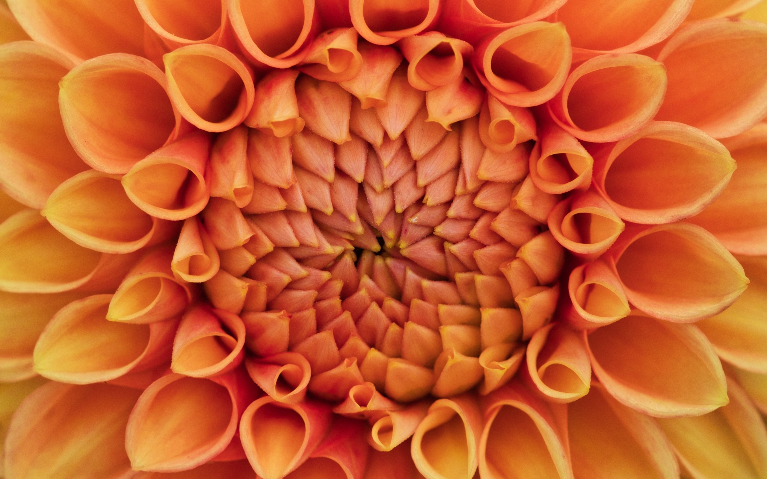 Серединка оранжевого цветка георгина