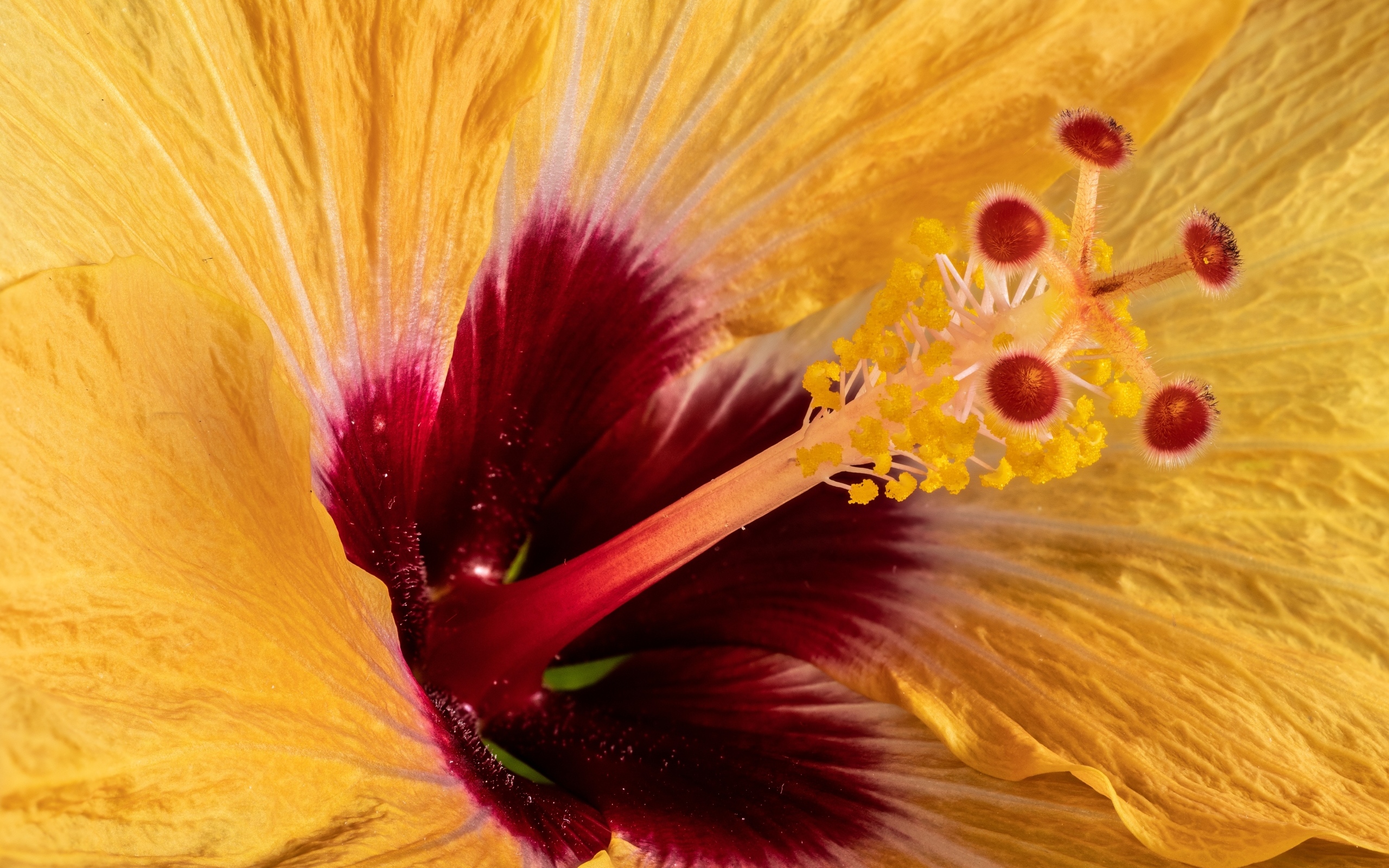 Серединка оранжевого цветка гибискуса