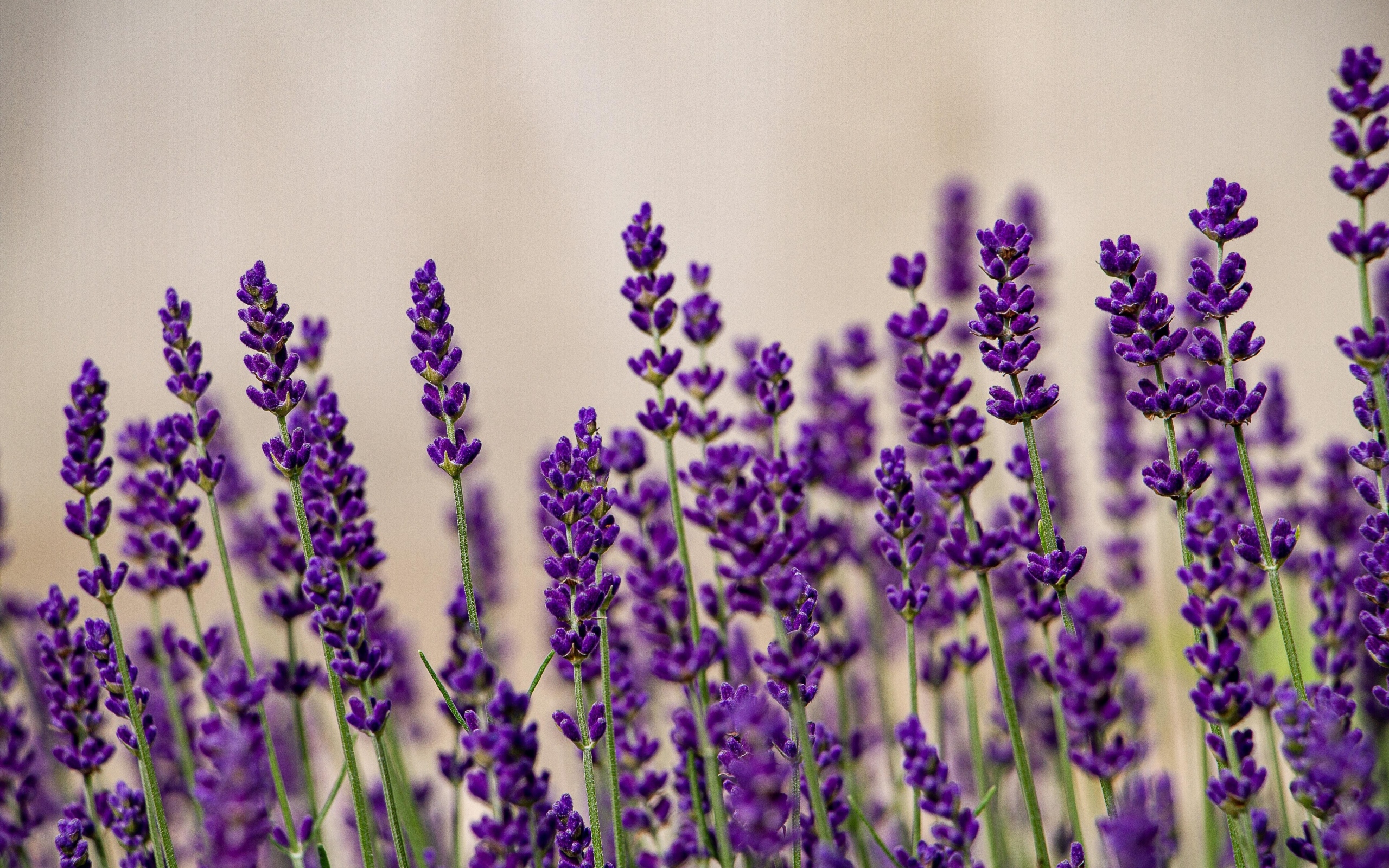 Тонкие стебли с цветами лаванды на поле