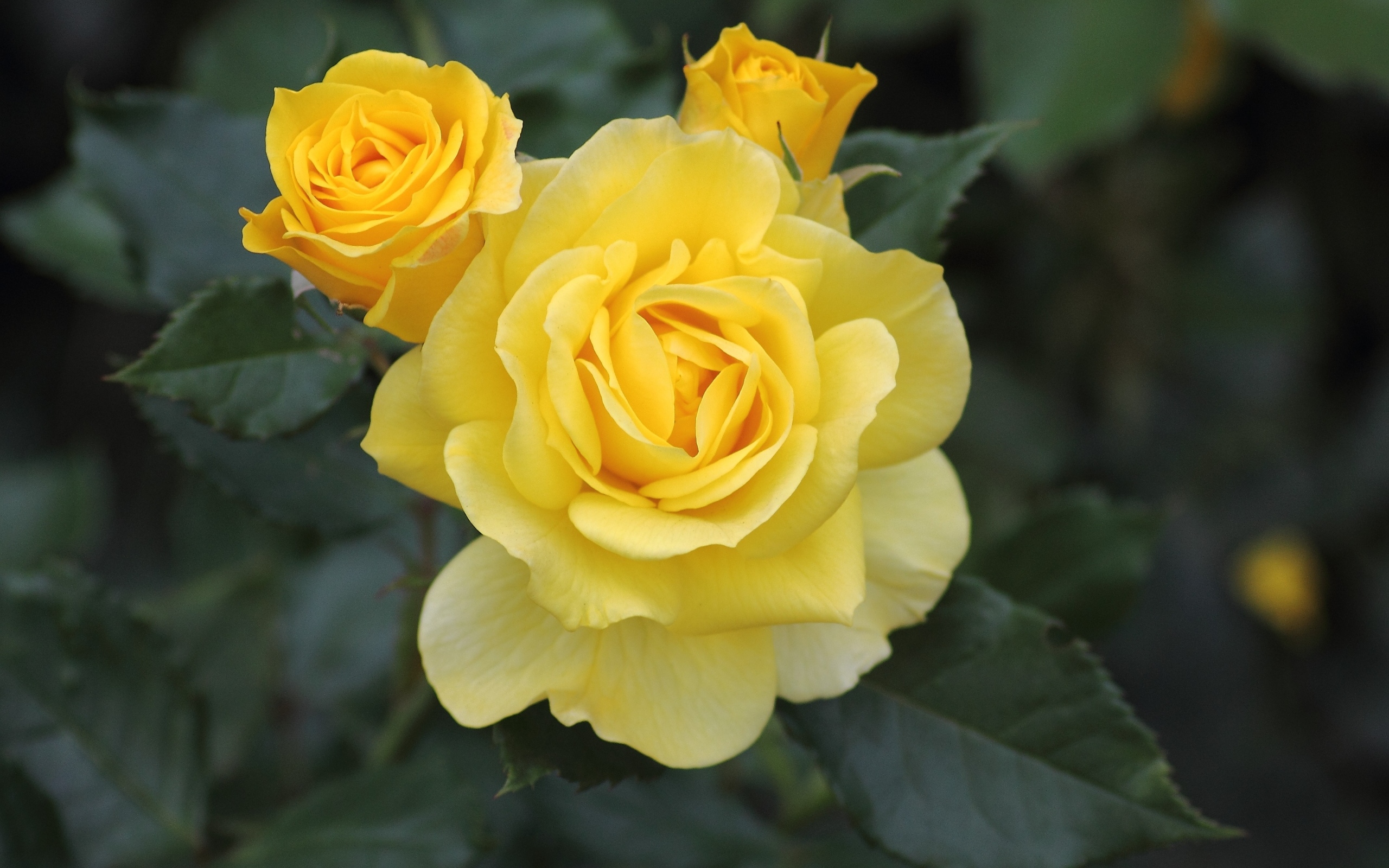 Три распускающихся розы на клумбе