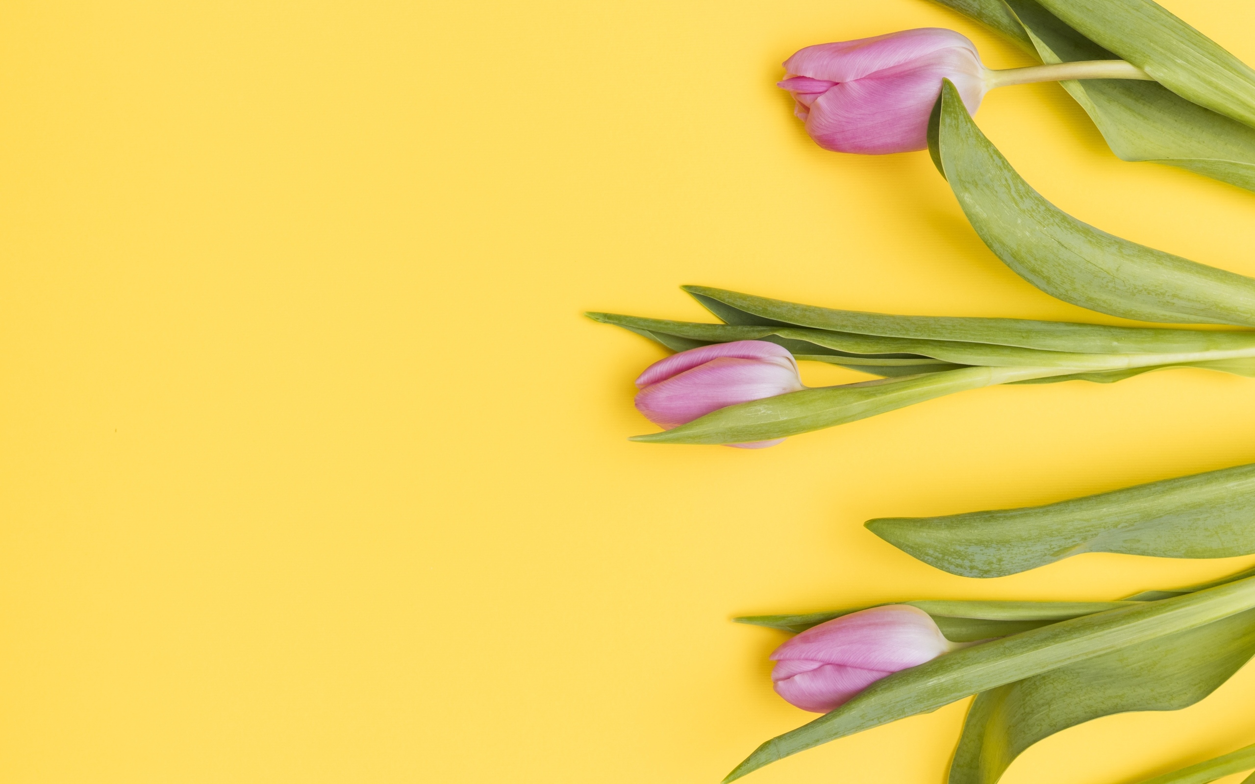 Три розовых тюльпана на желтом фоне