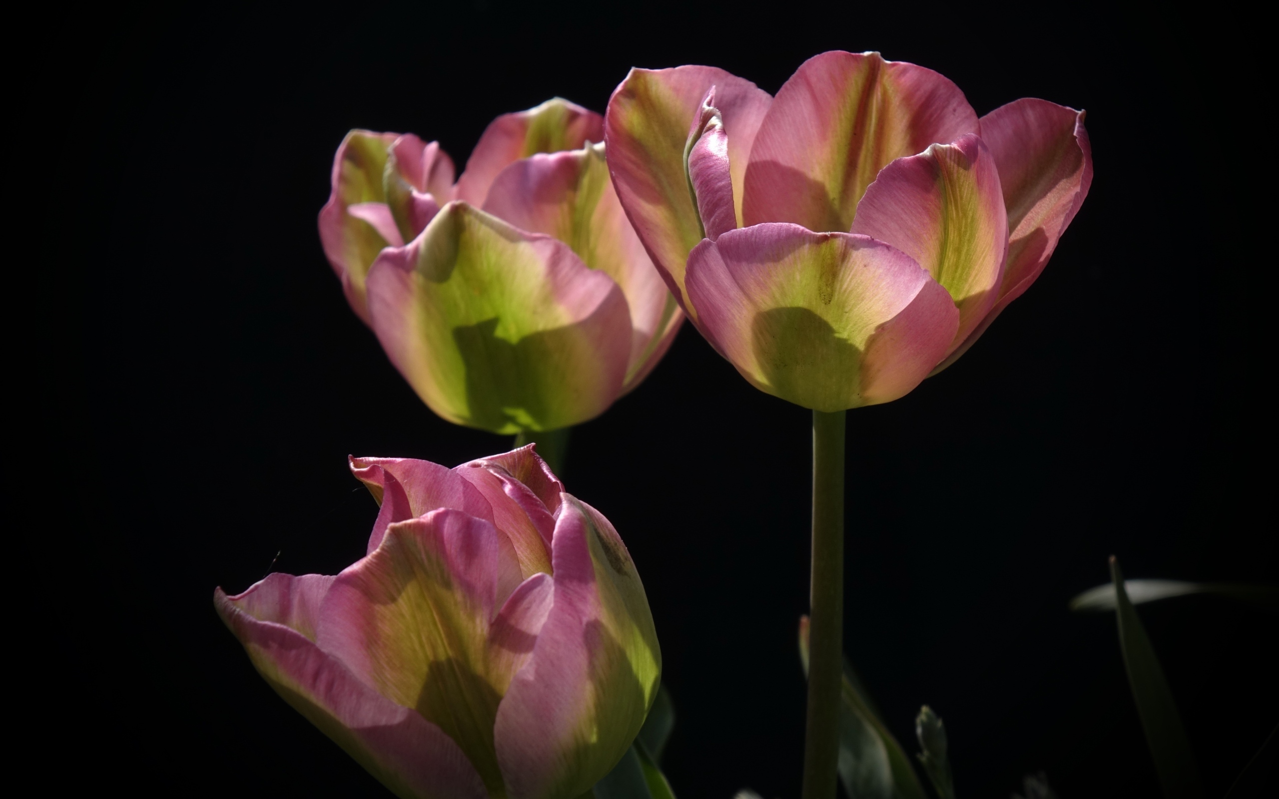 Три настоящих розовых тюльпана на черном фоне