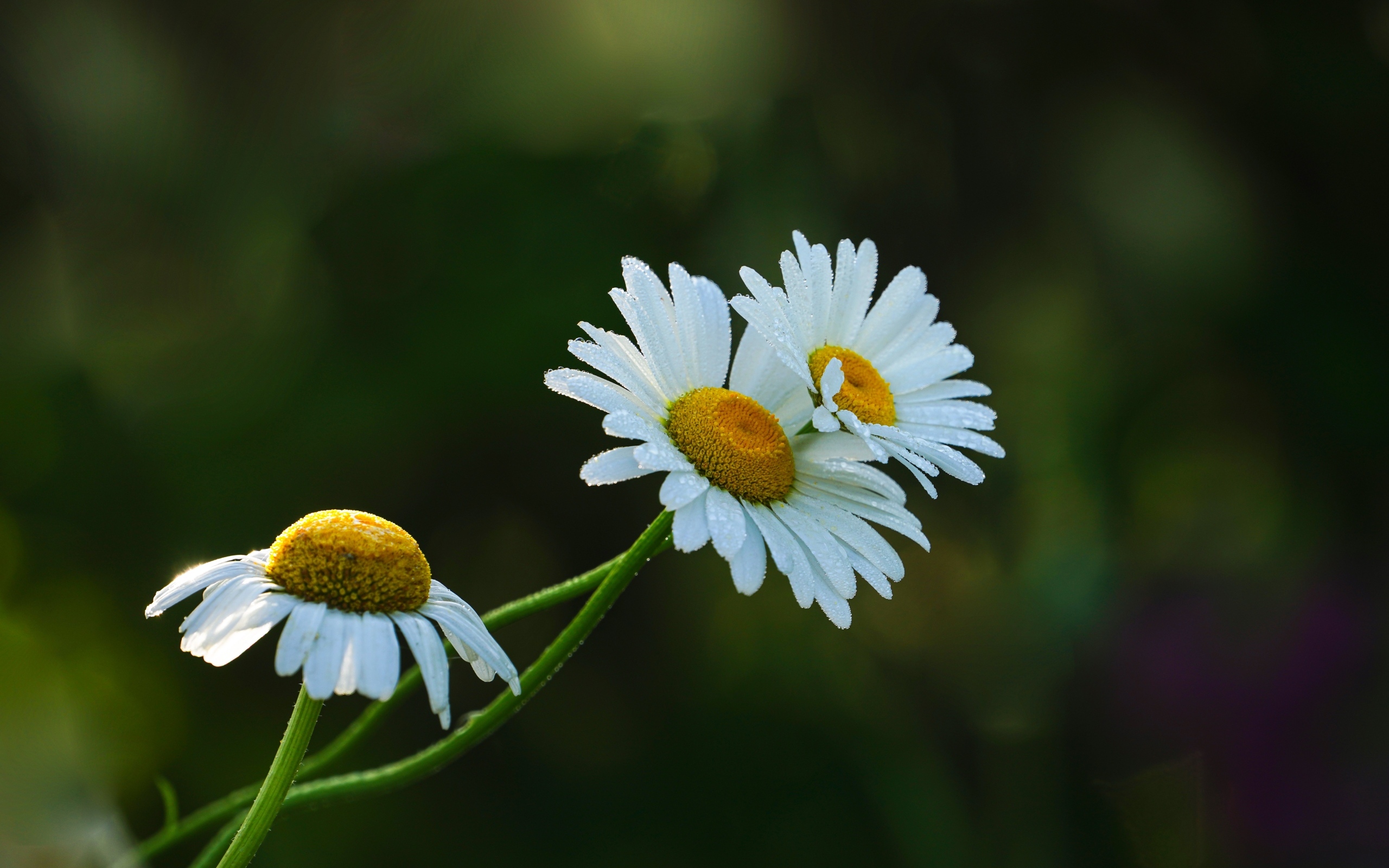 Три белые ромашки в капельках росы