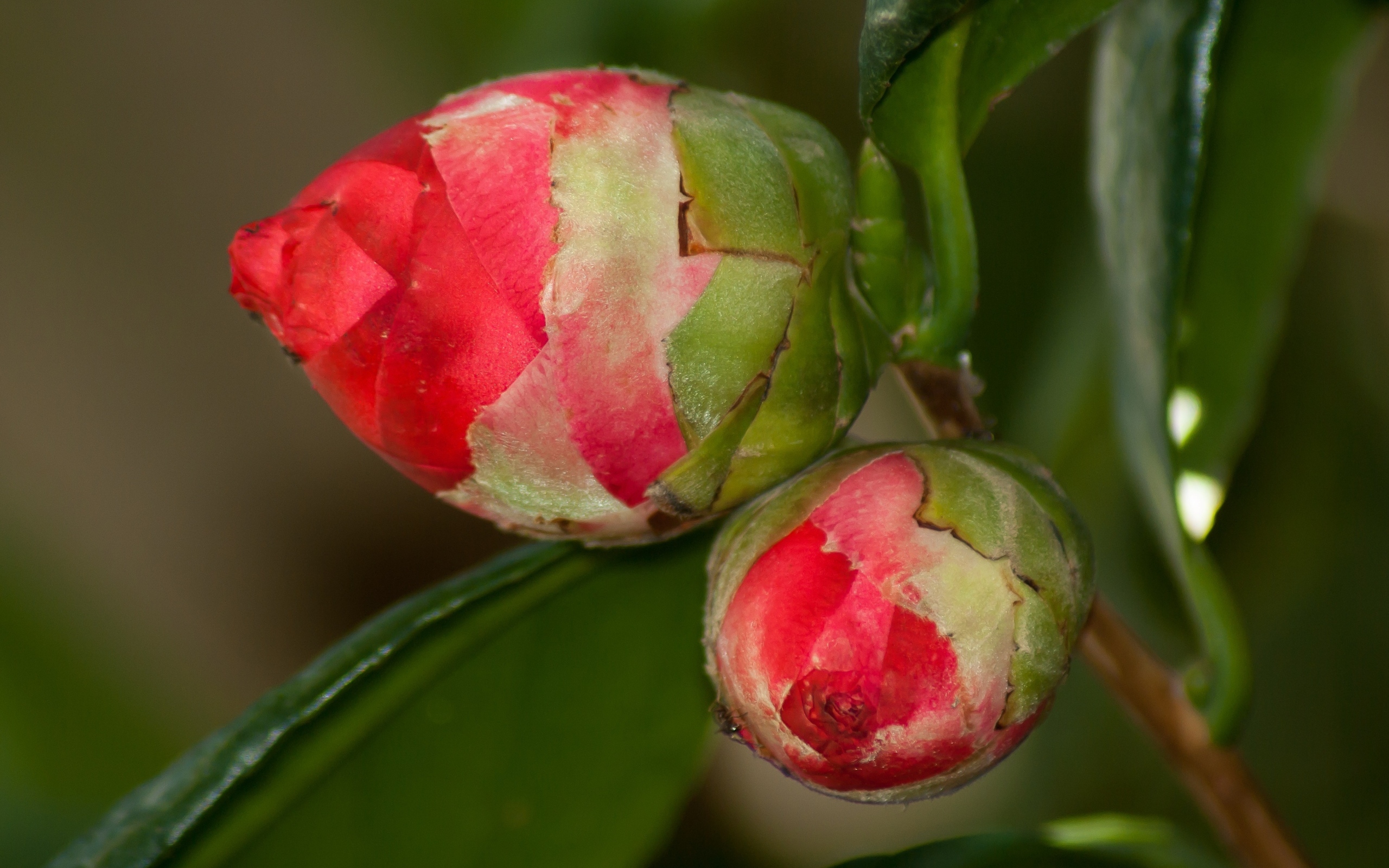 Два бутона красных цветов камелии