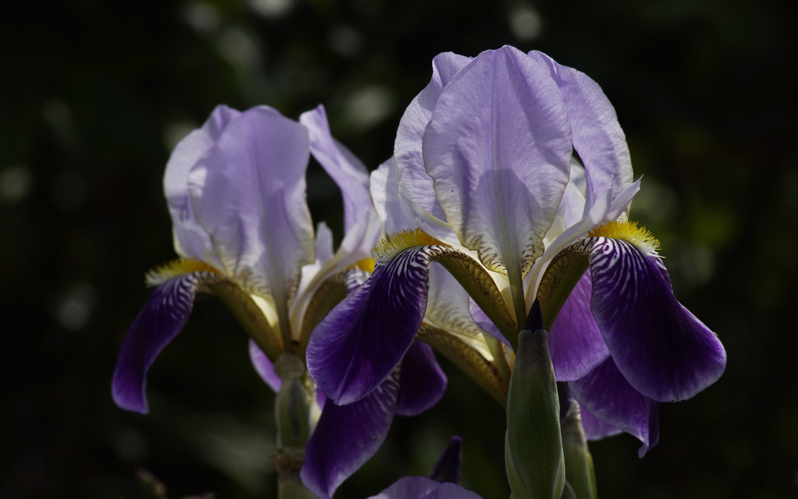 Два цветка ириса на клумбе