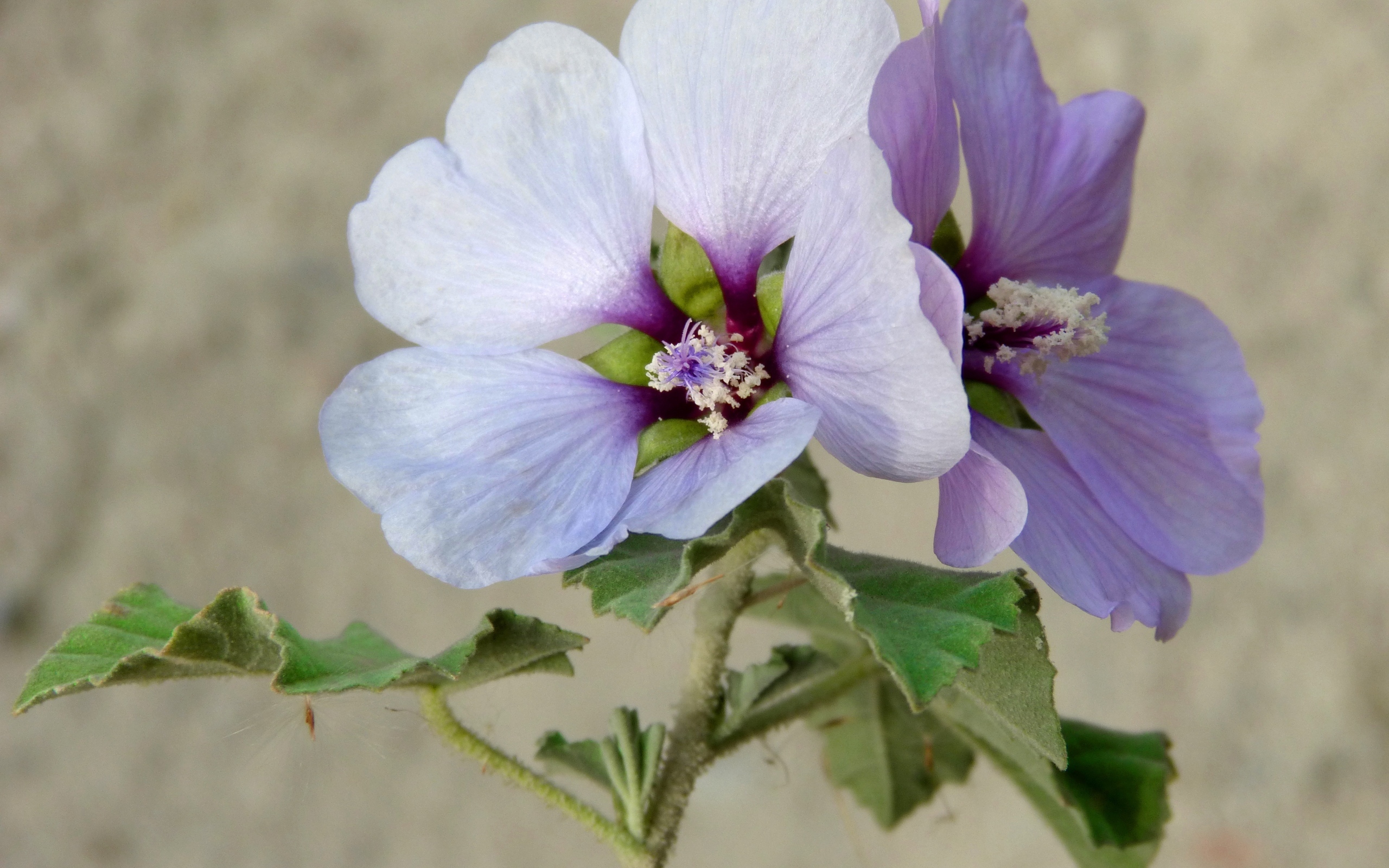 Два сиреневых цветка гибискуса крупным планом