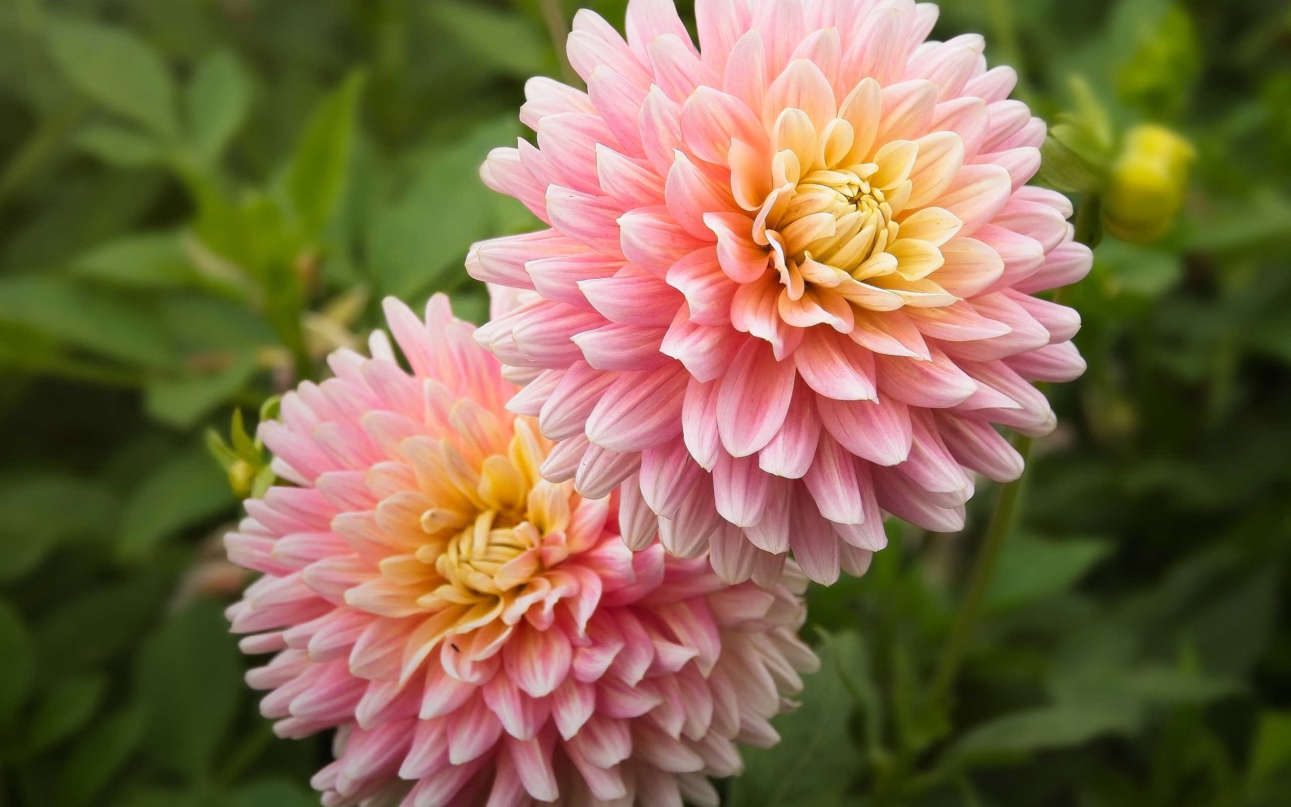 Два пышных розовых цветка георгина