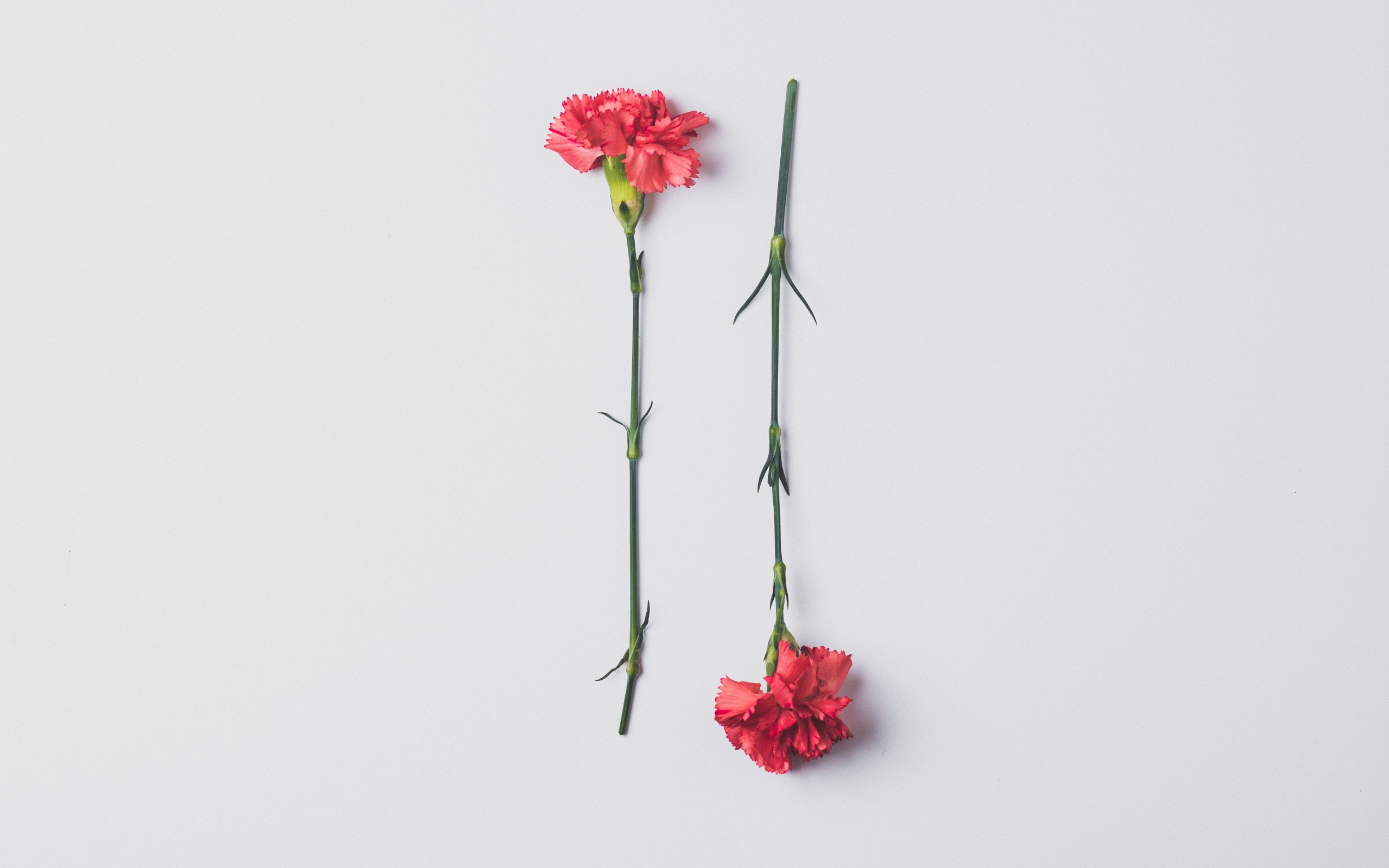 Две красные гвоздики на сером фоне