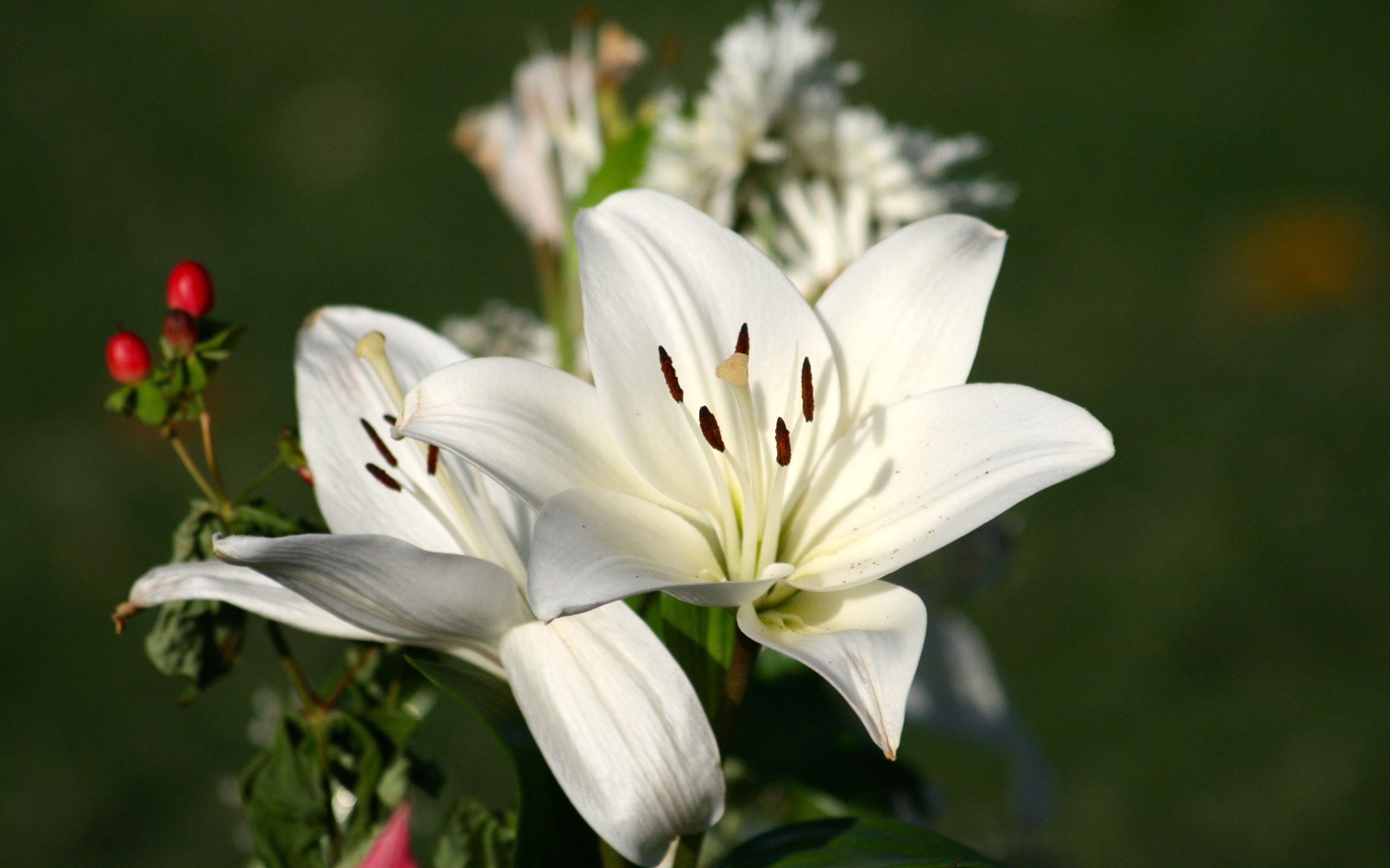 Две белые лилии крупным планом на клумбе