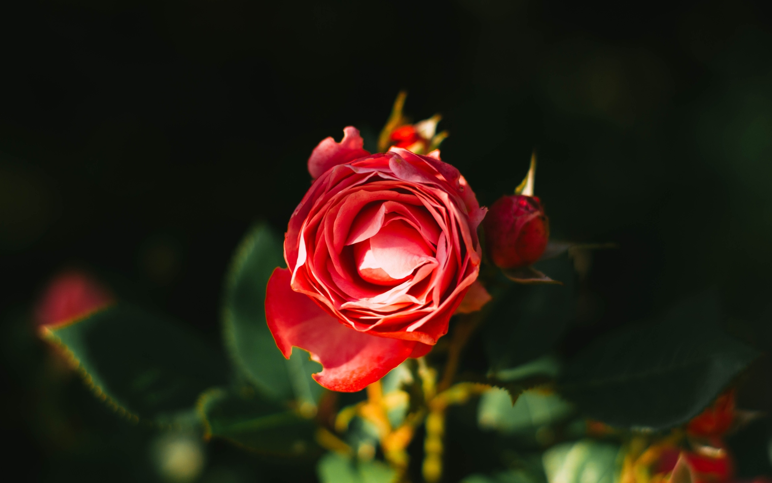 Нераспустившаяся красная роза с бутонами на клумбе