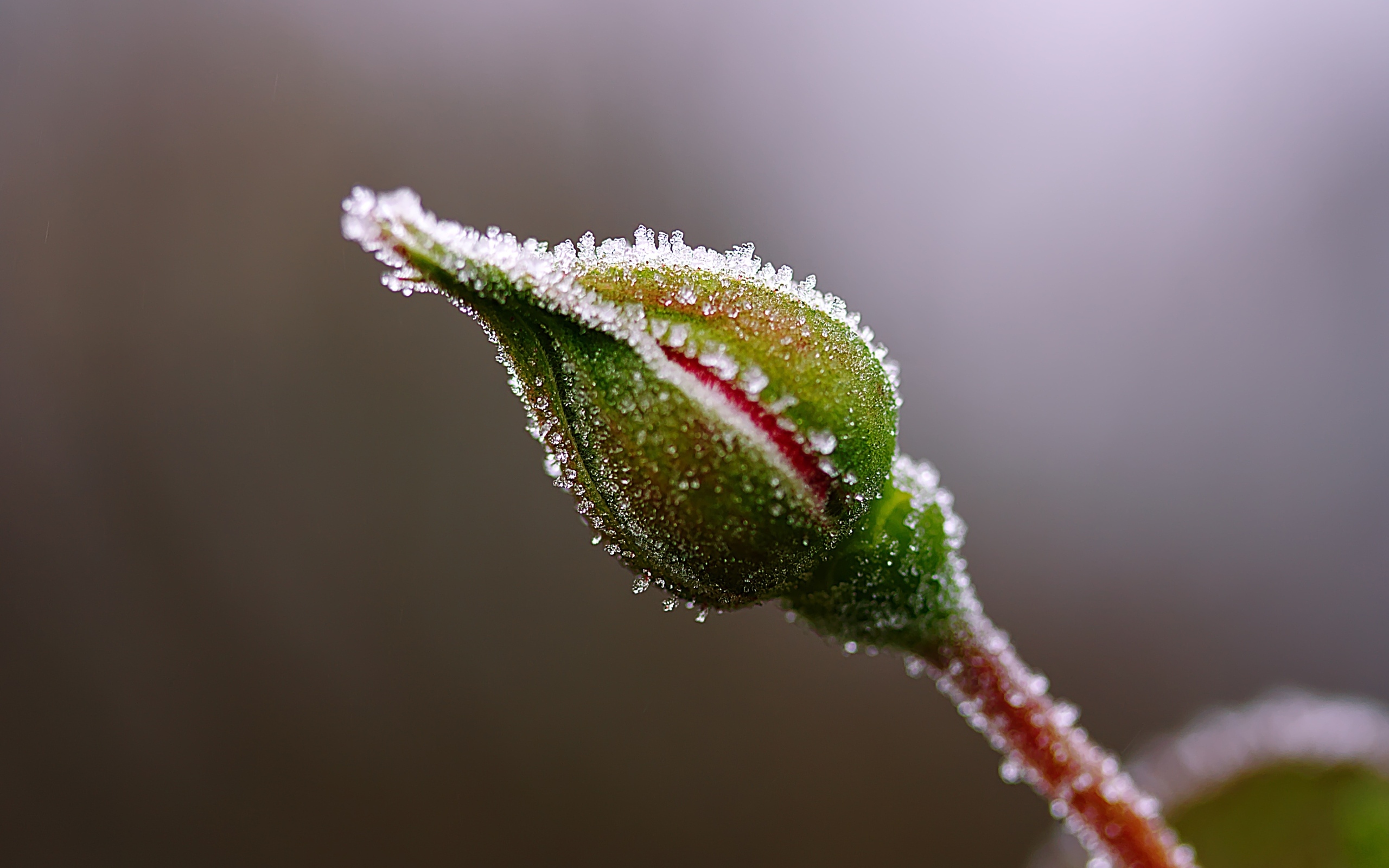 Нераспустившийся бутон розы в инее