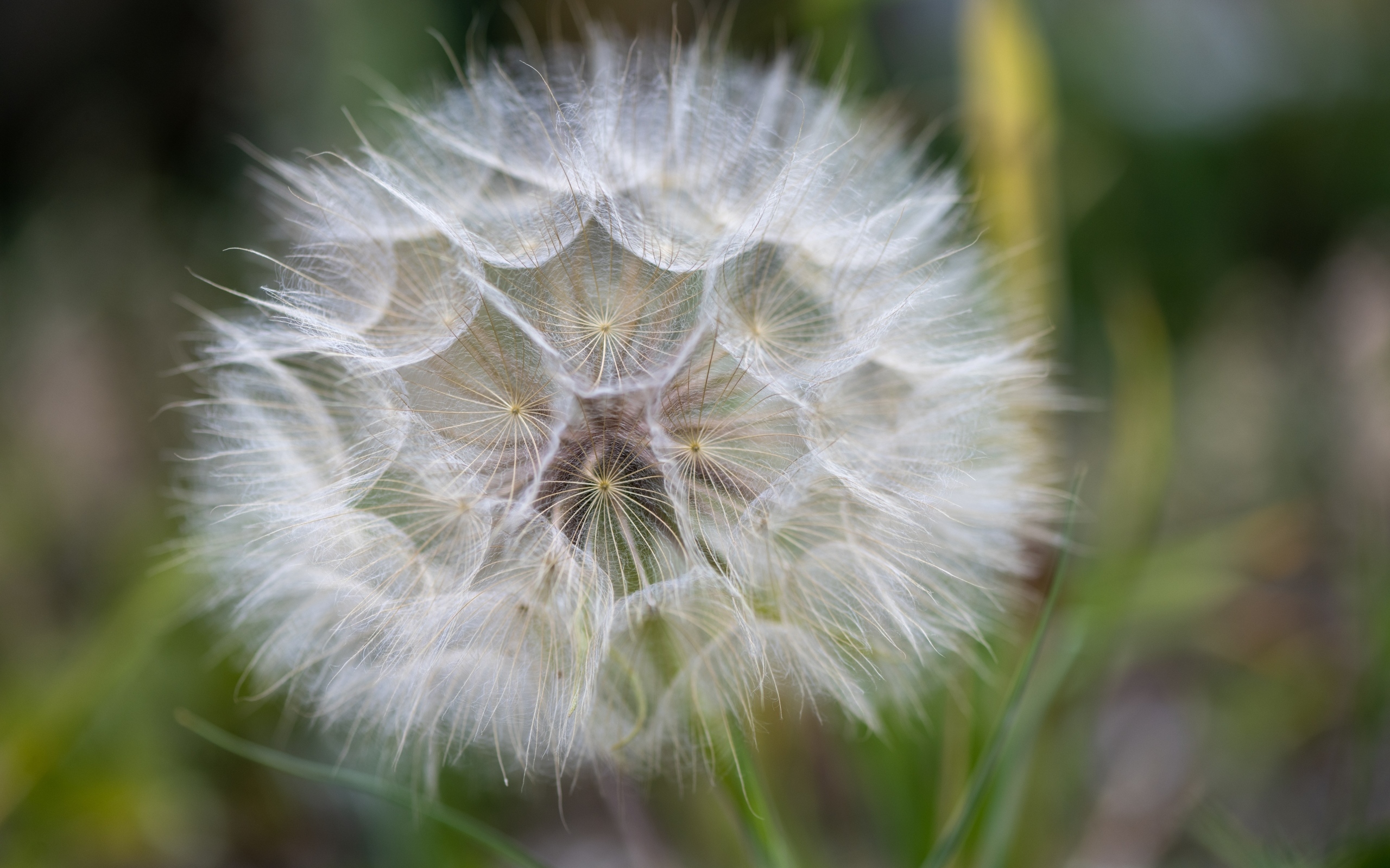 Белый красивый одуванчик крупным планом