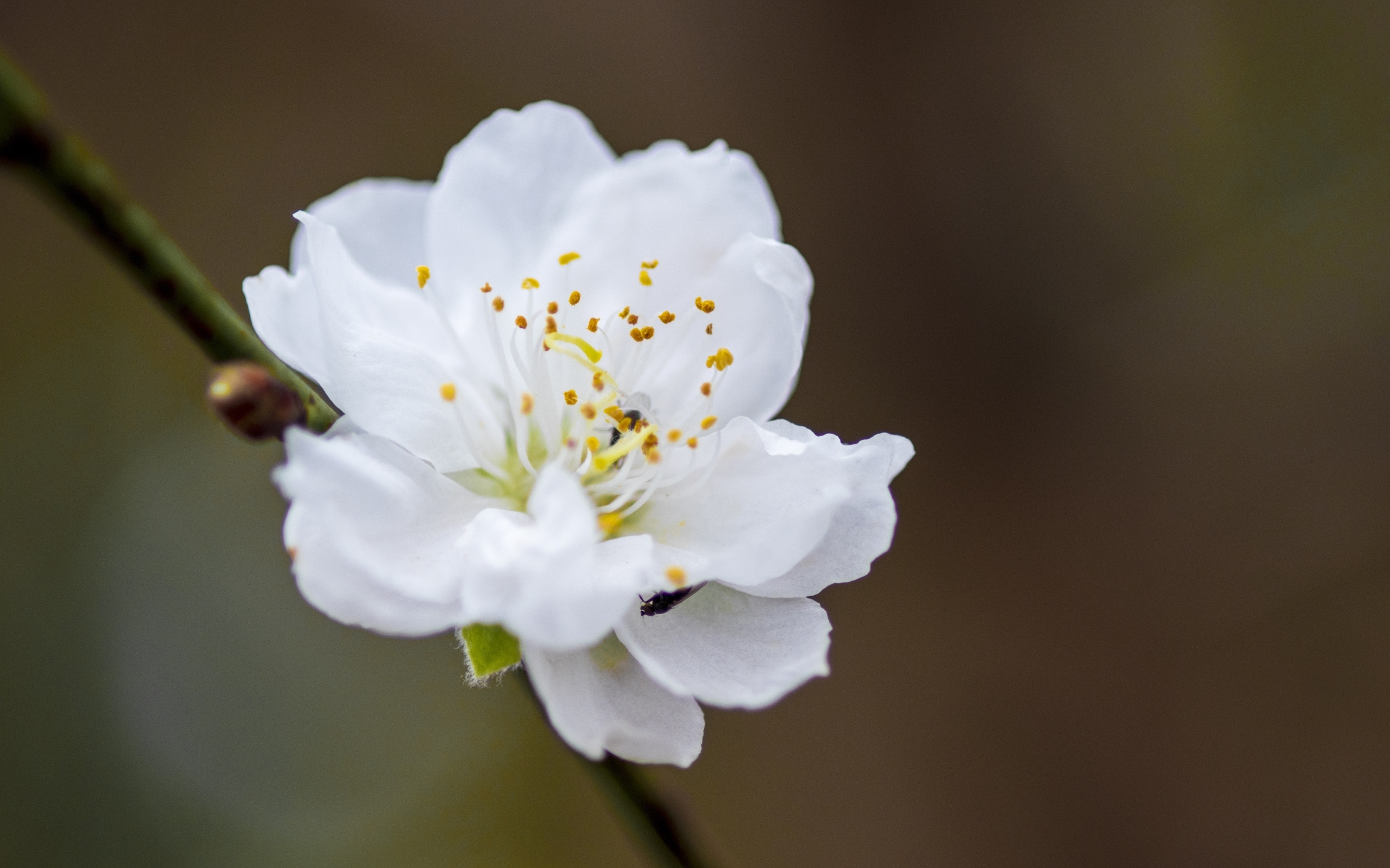 Белый красивый цветок на ветке дерева весной
