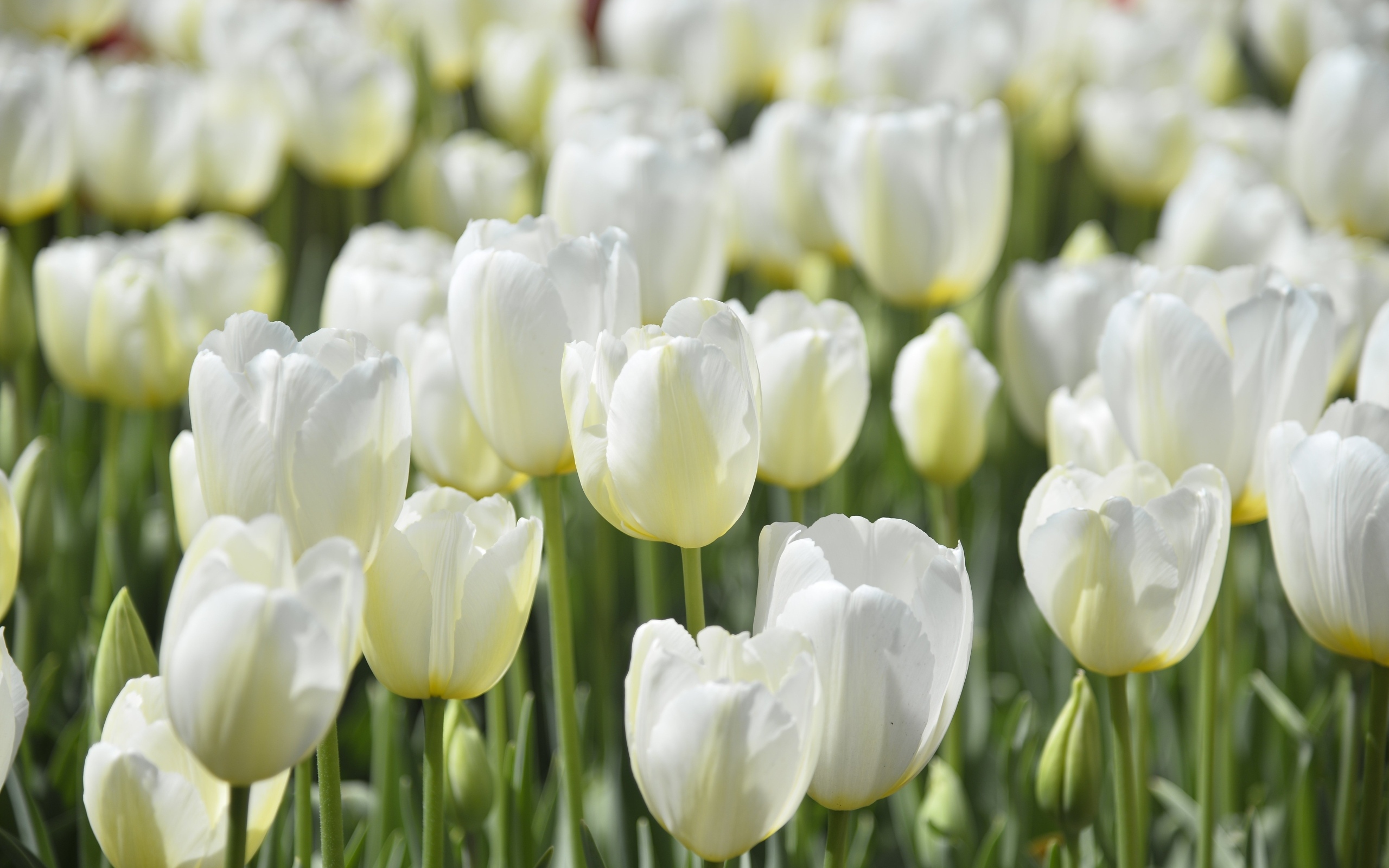 Белые красивые цветы тюльпана на клумбе