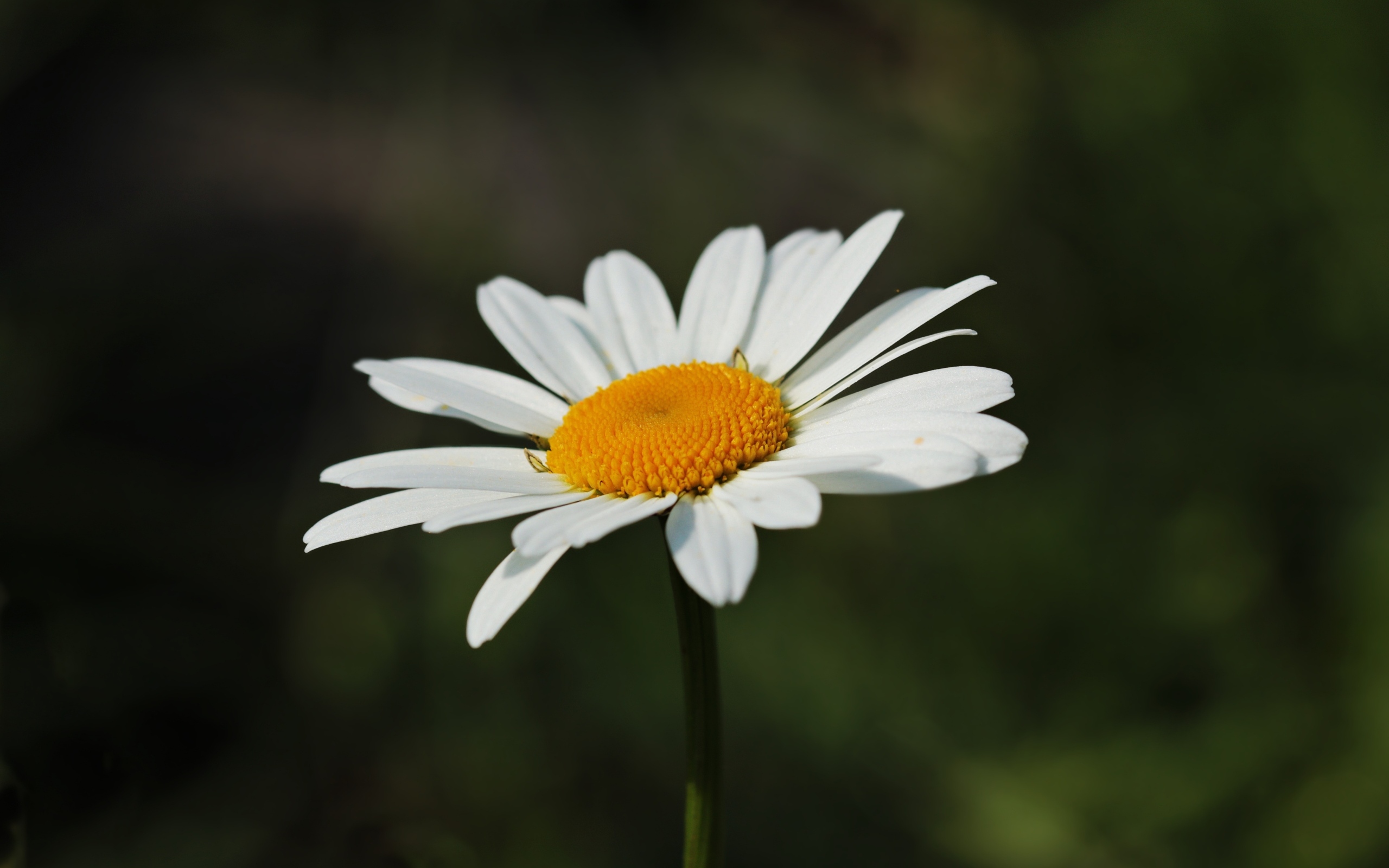 Белый цветок ромашки крупным планом
