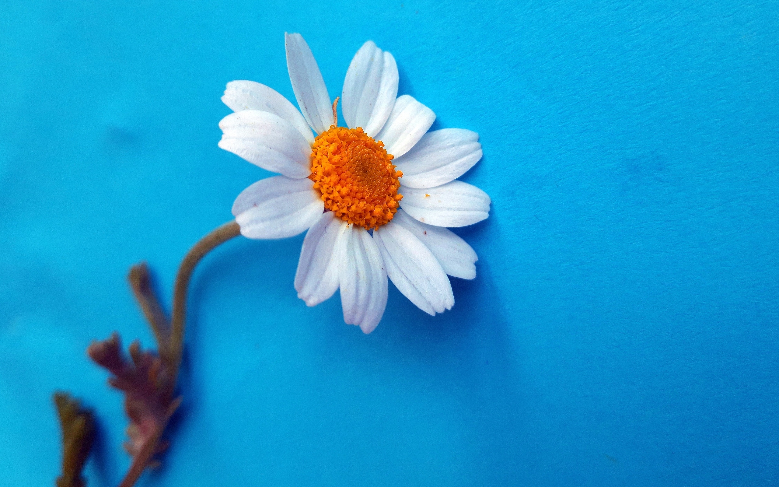 Белый цветок ромашки на голубом фоне