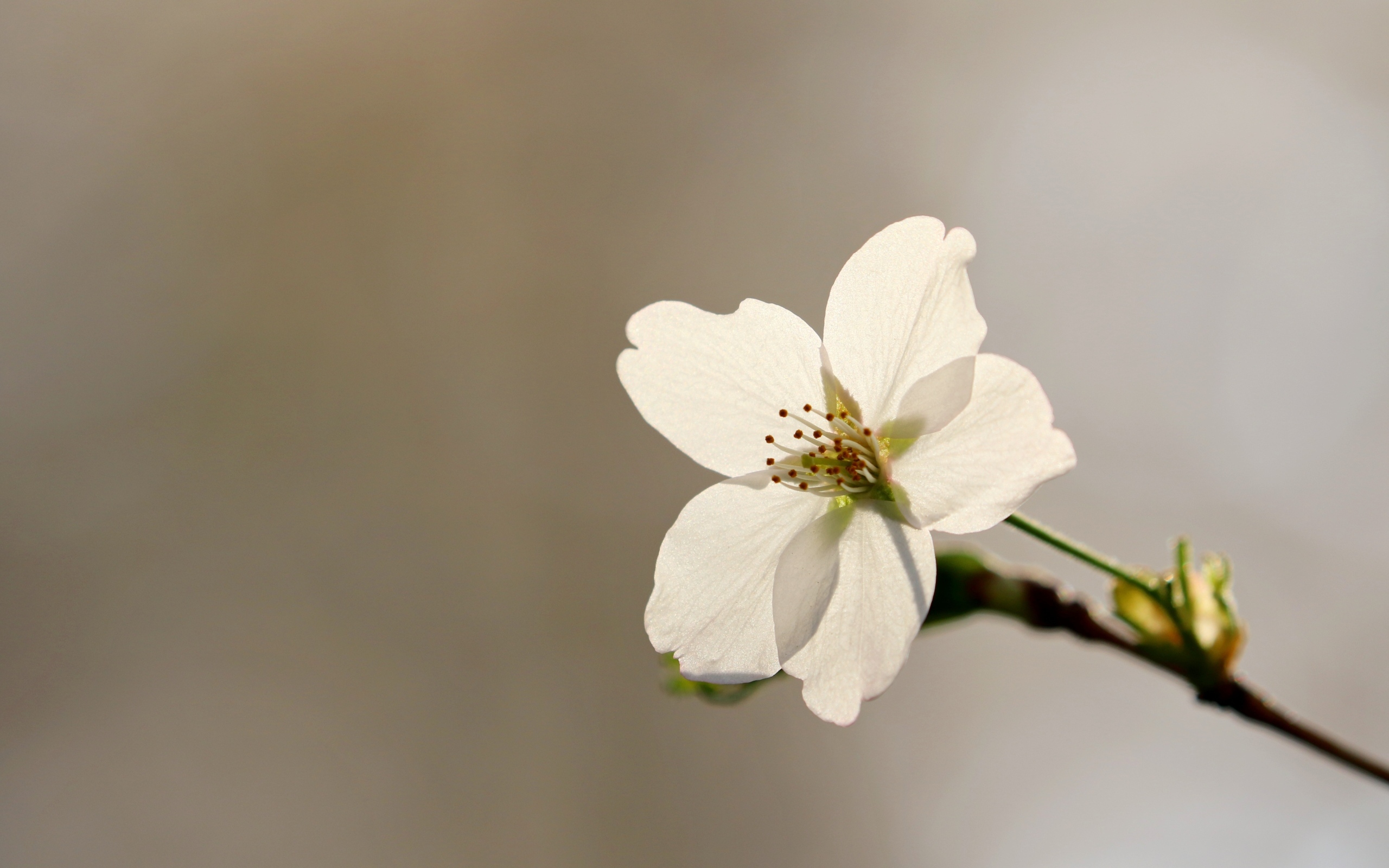 Белый цветок вишни крупным планом на сером фоне