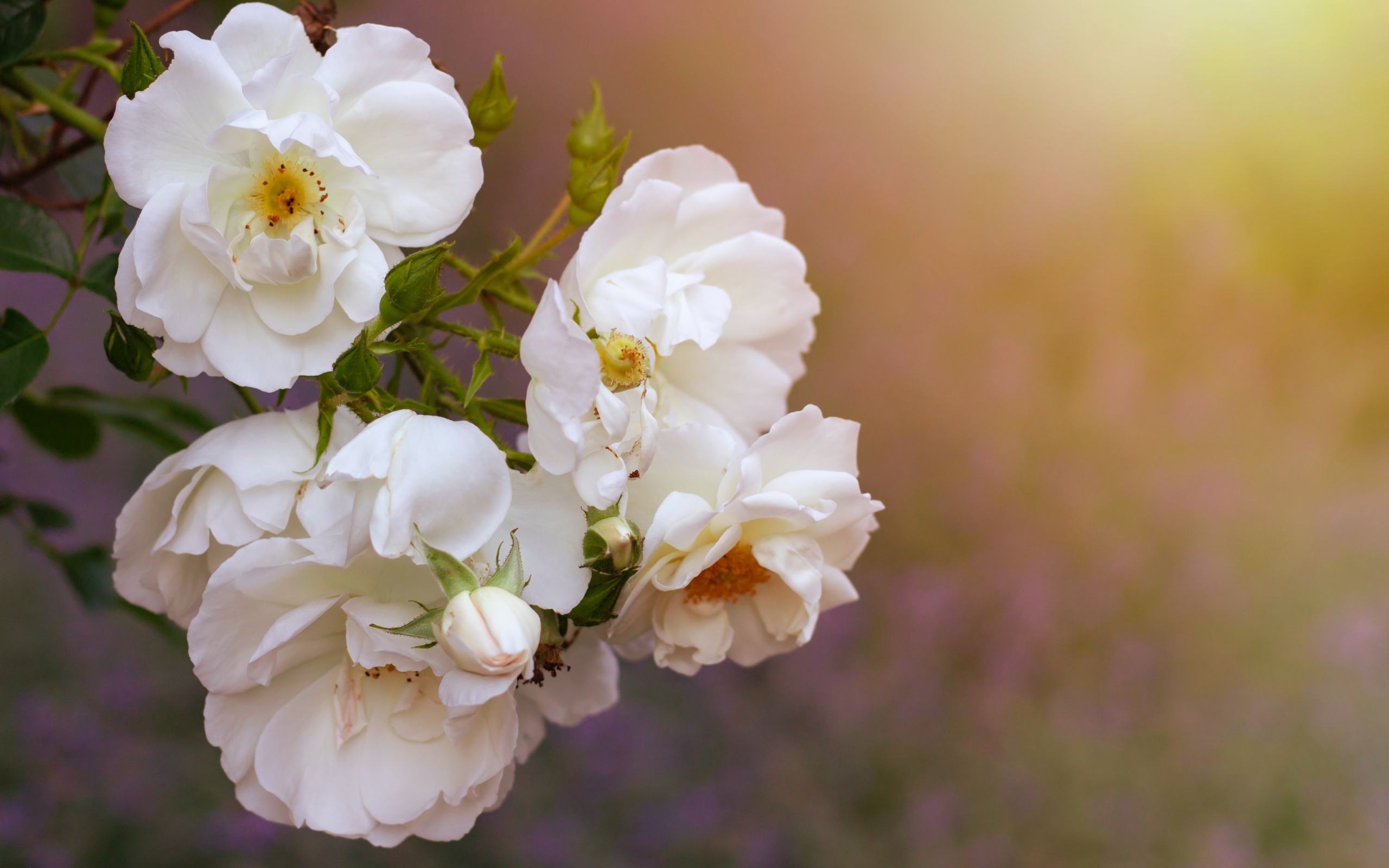 Белые цветы вьющейся розы