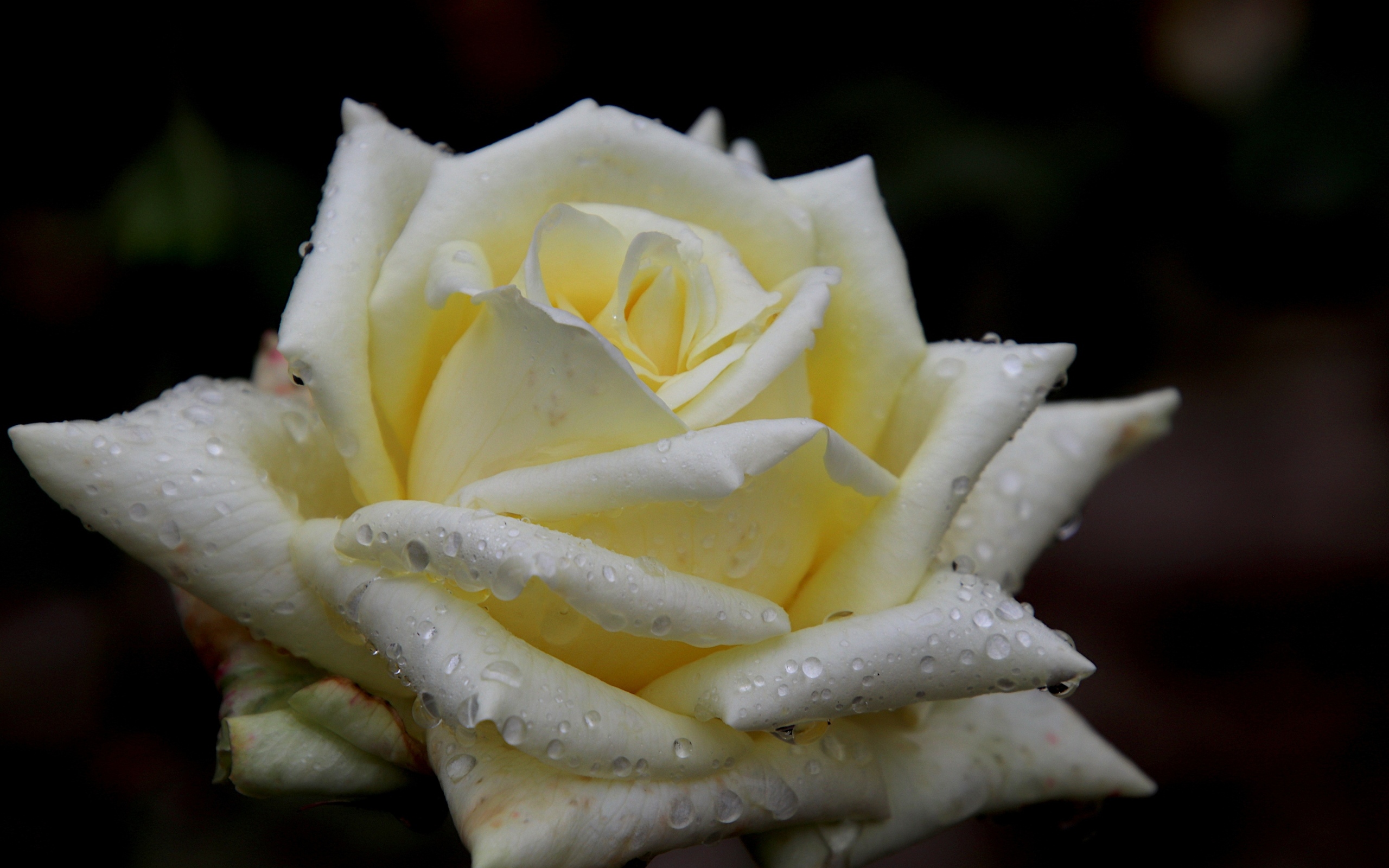 Белая нежная роза с росой на лепестках