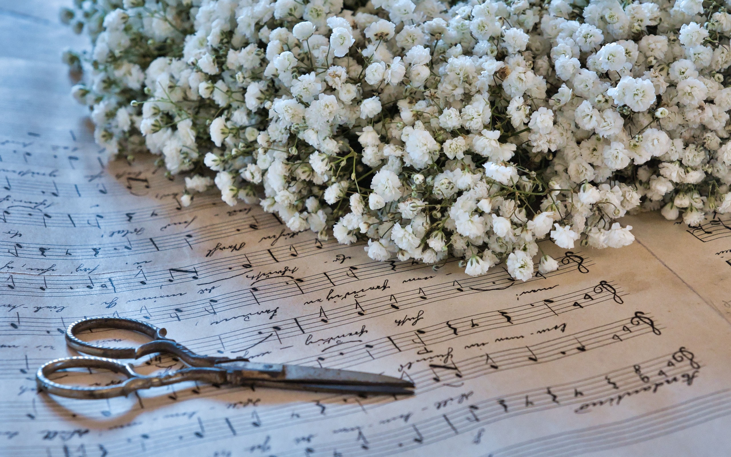 Белые цветы гипсофилы с ножницами и нотной тетрадью