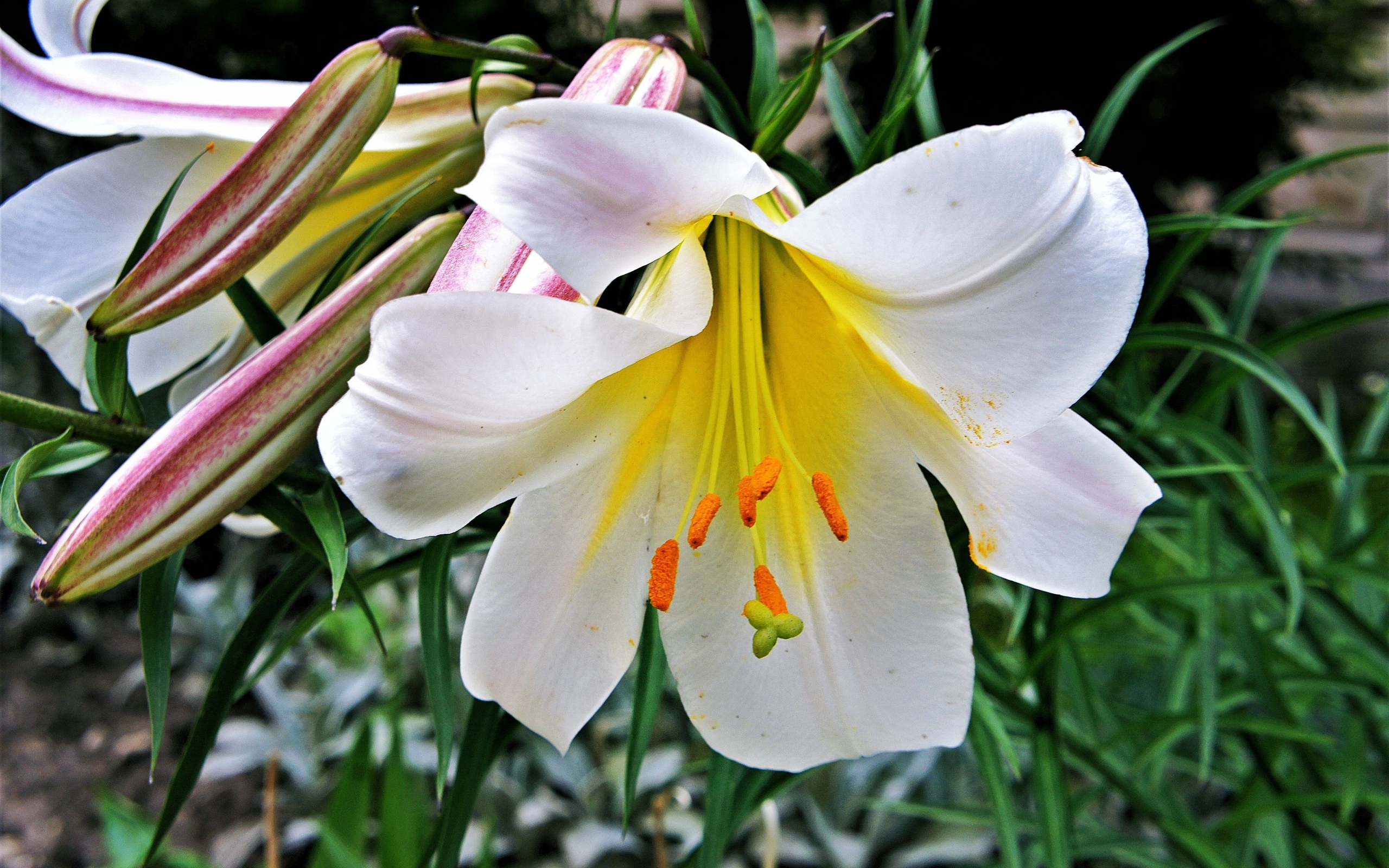 Белые крупные цветы садовой лилии с бутонами