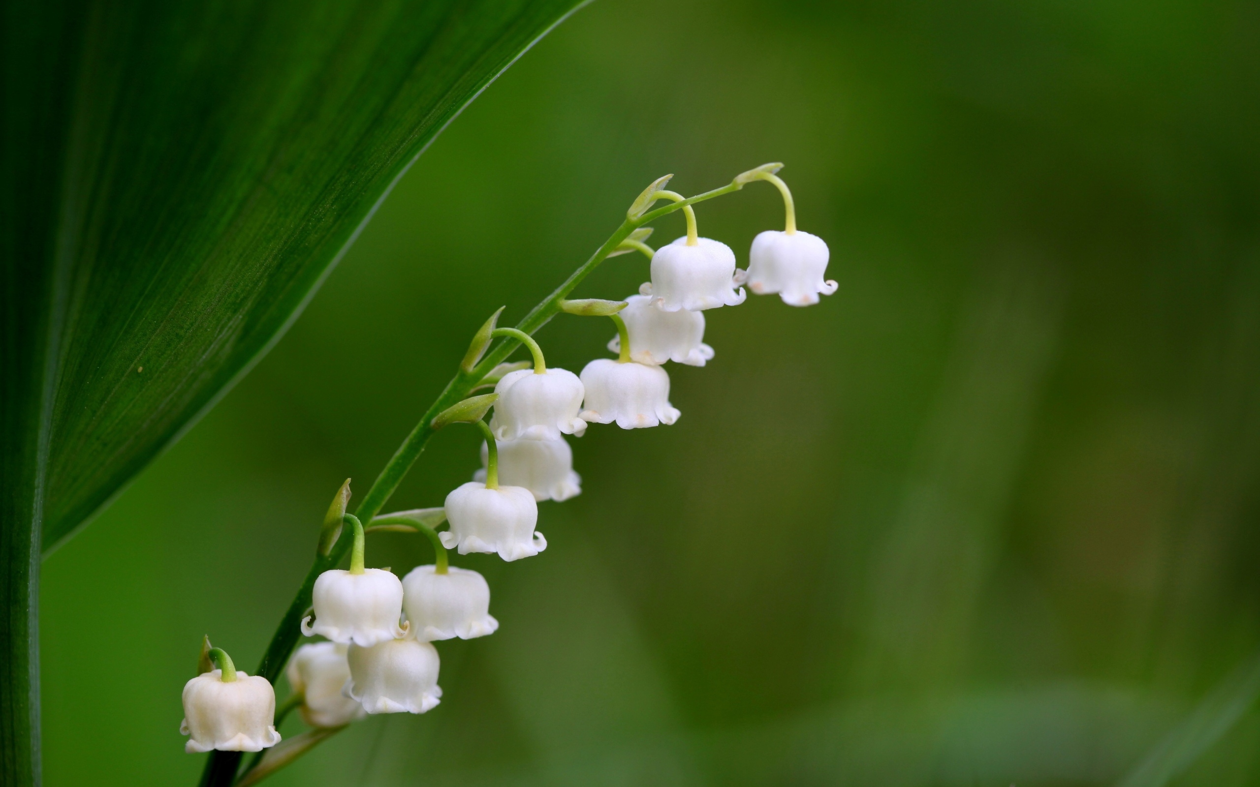 Белый ландыш крупным планом