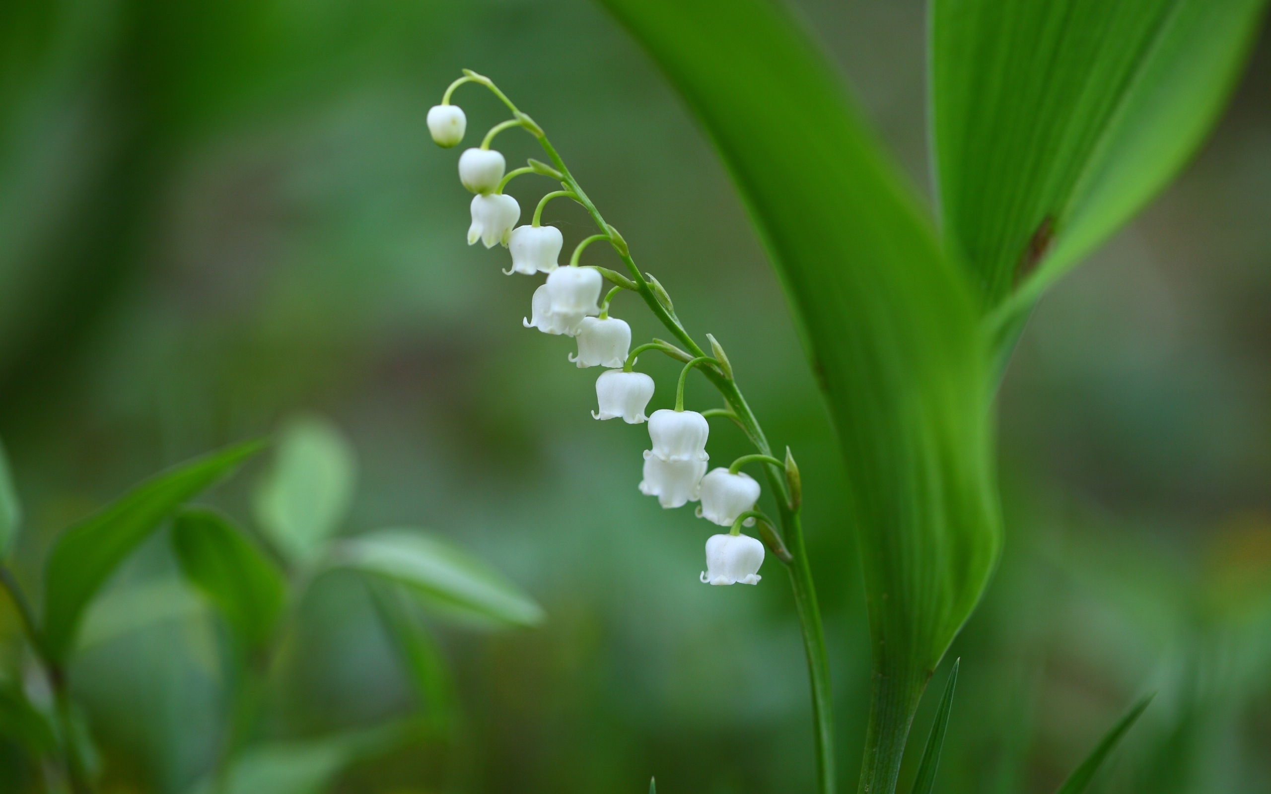 Белый ландыш с зелеными листьями