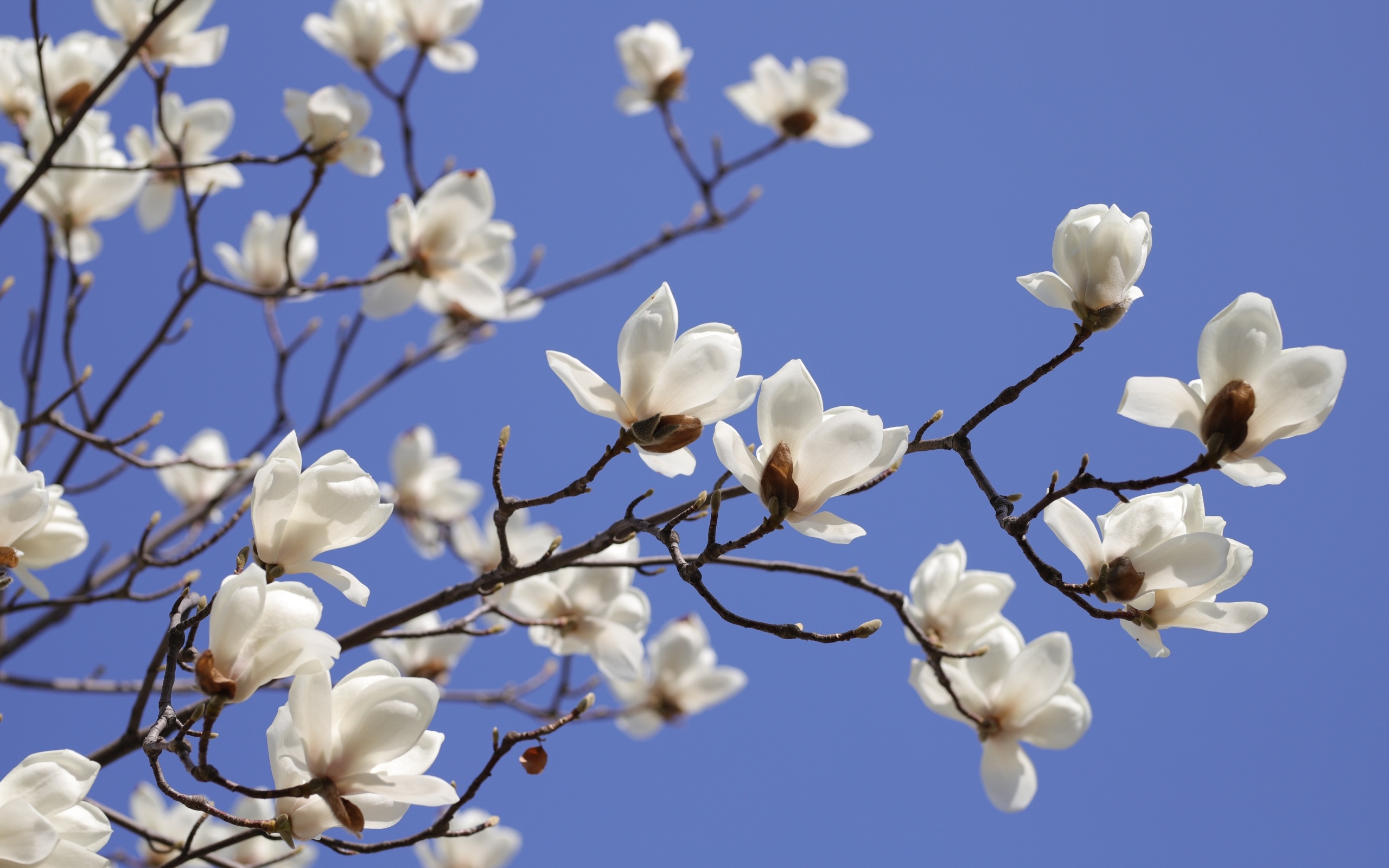 Белые цветы магнолии на ветке на фоне голубого неба