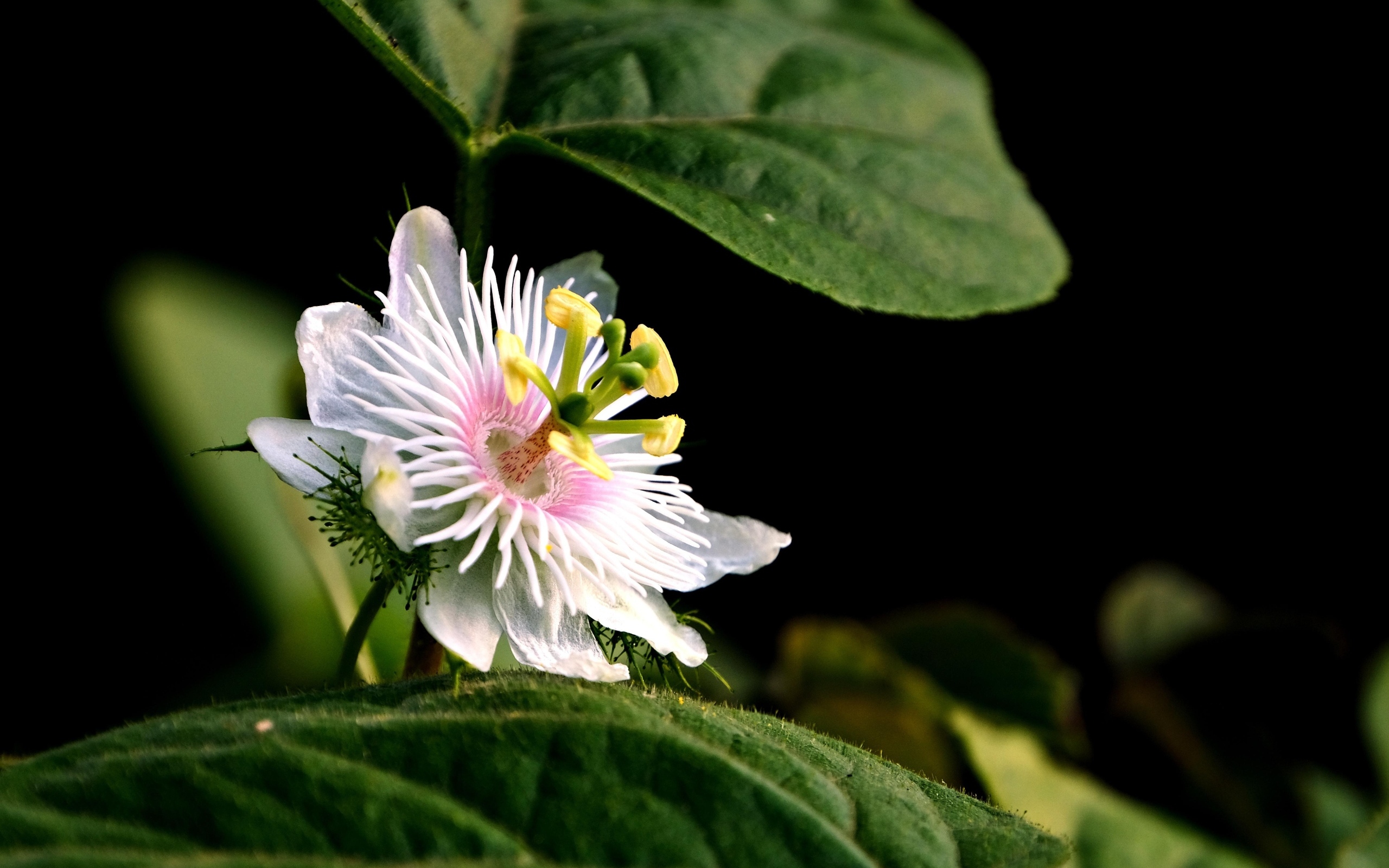 Белый цветок пассифлора с зелеными листьями