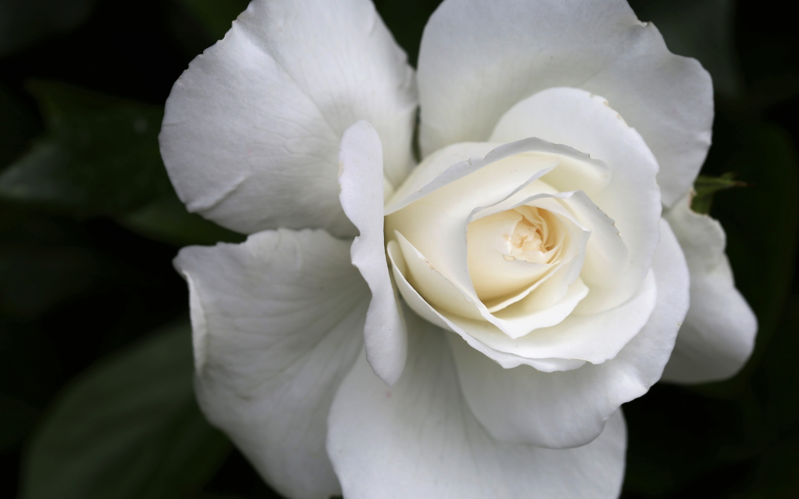 Цветок белой розы вблизи