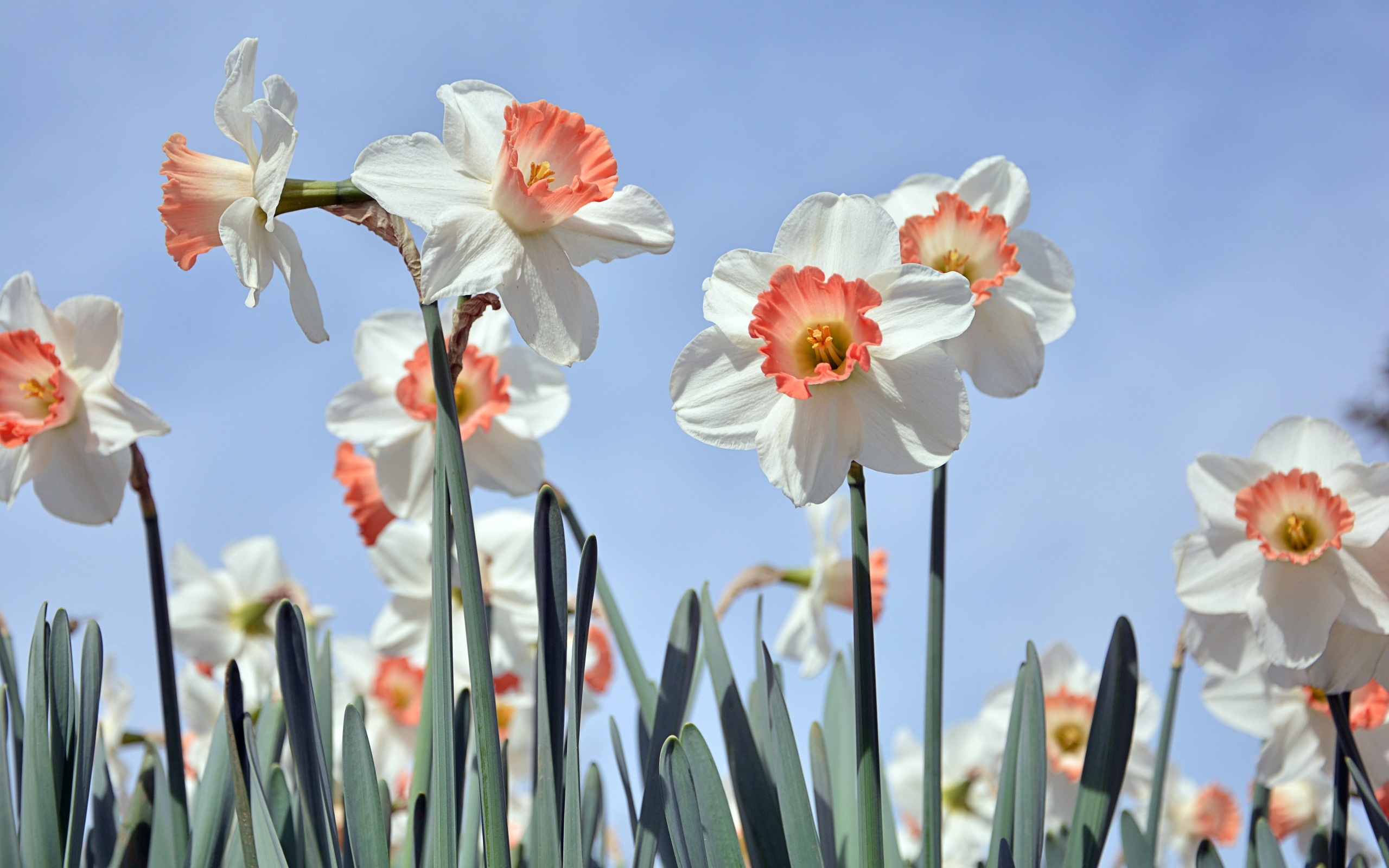 Белые весенние нарциссы на голубом фоне