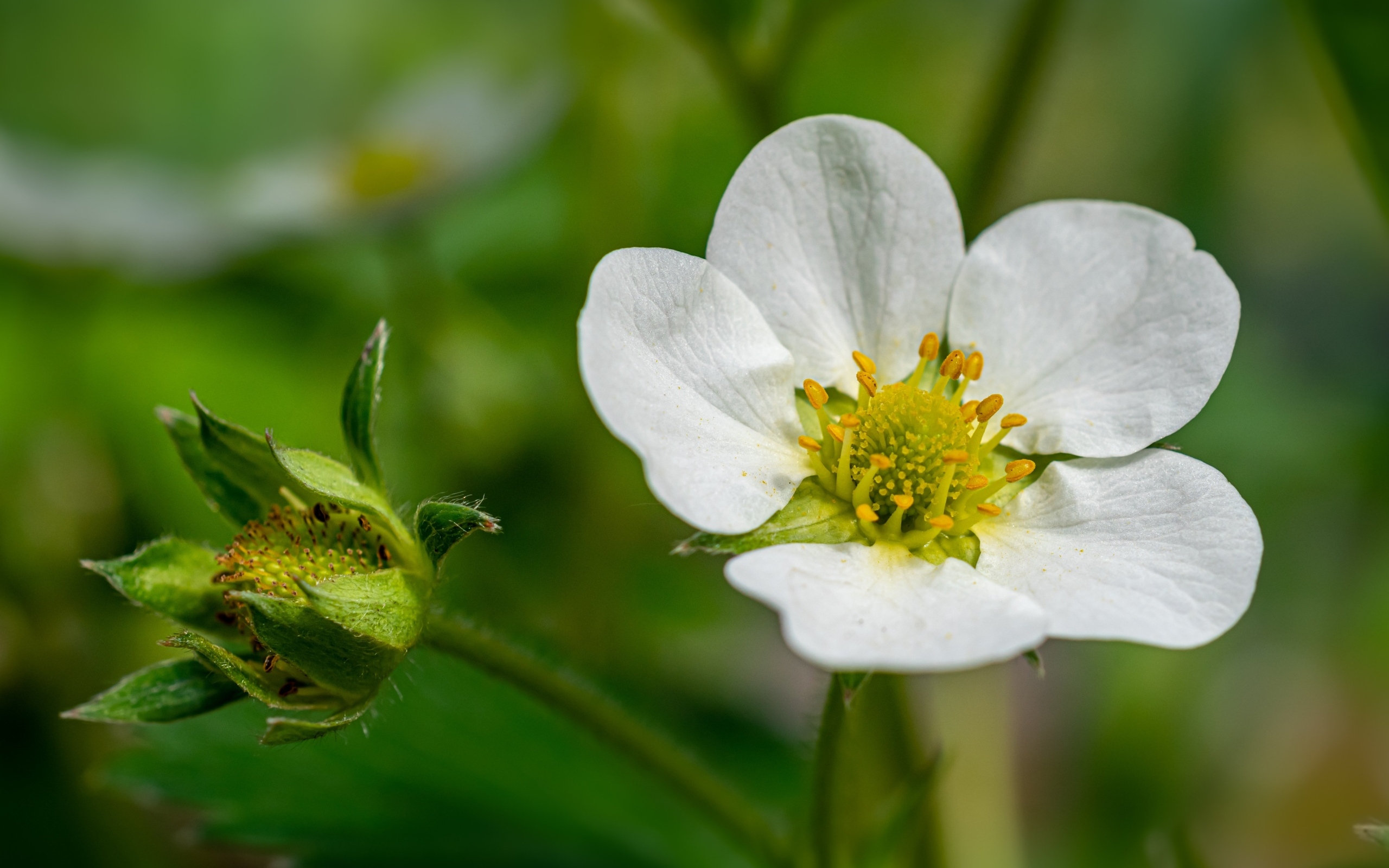 Белый цветок клубники с зеленой ягодой