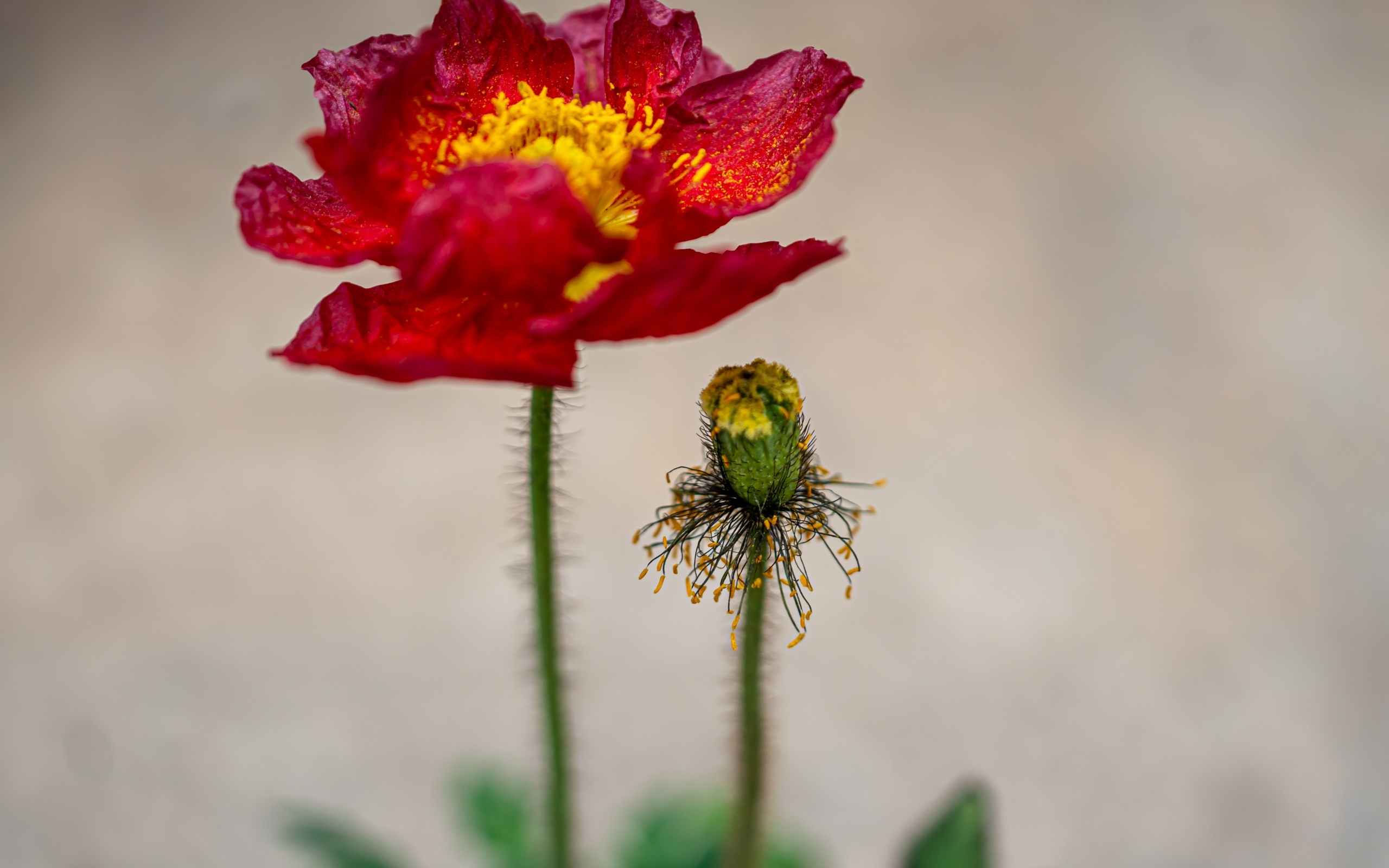 Увядшие лепестки красного мака