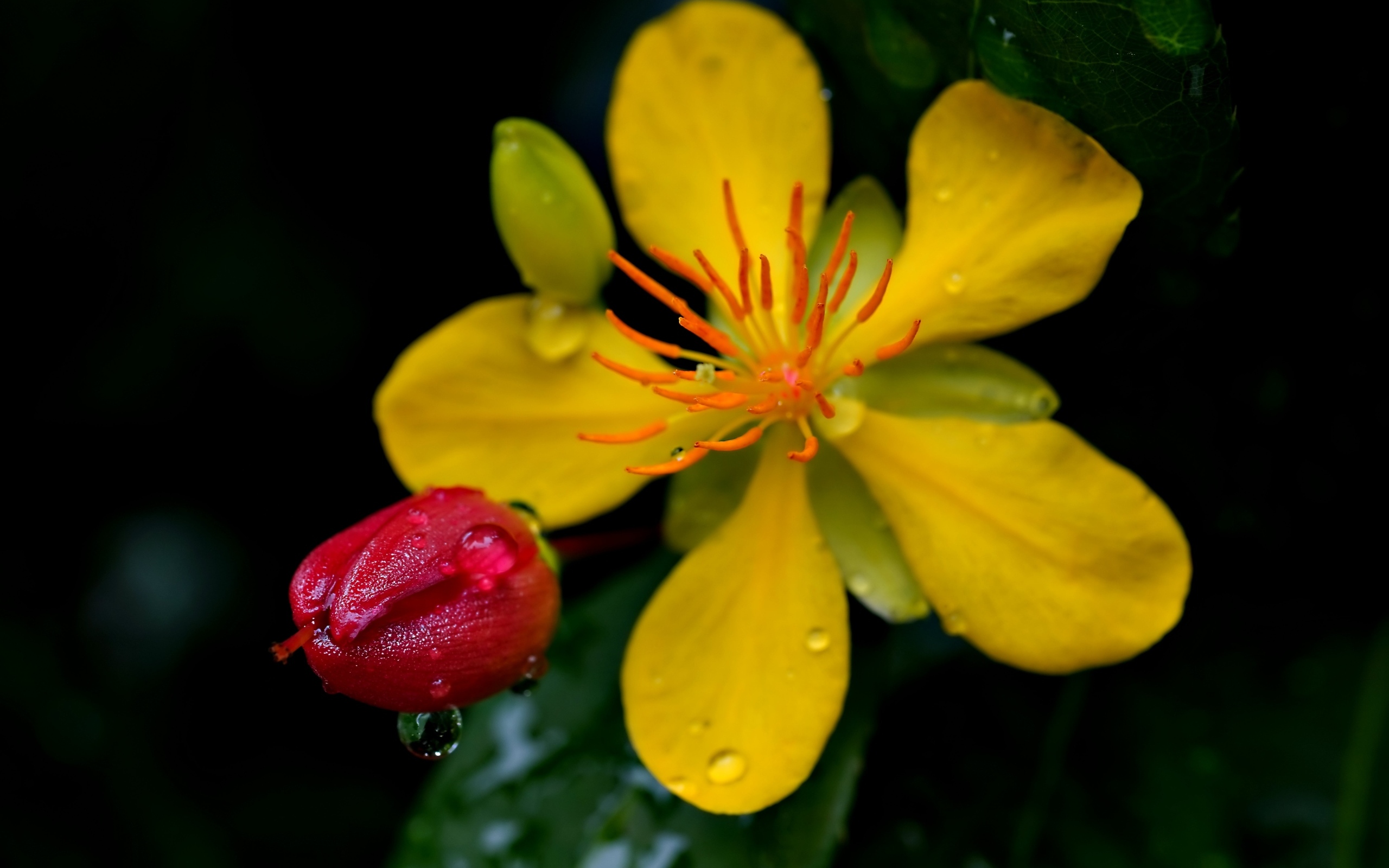Желтый цветок зверобоя с бутоном крупным планом