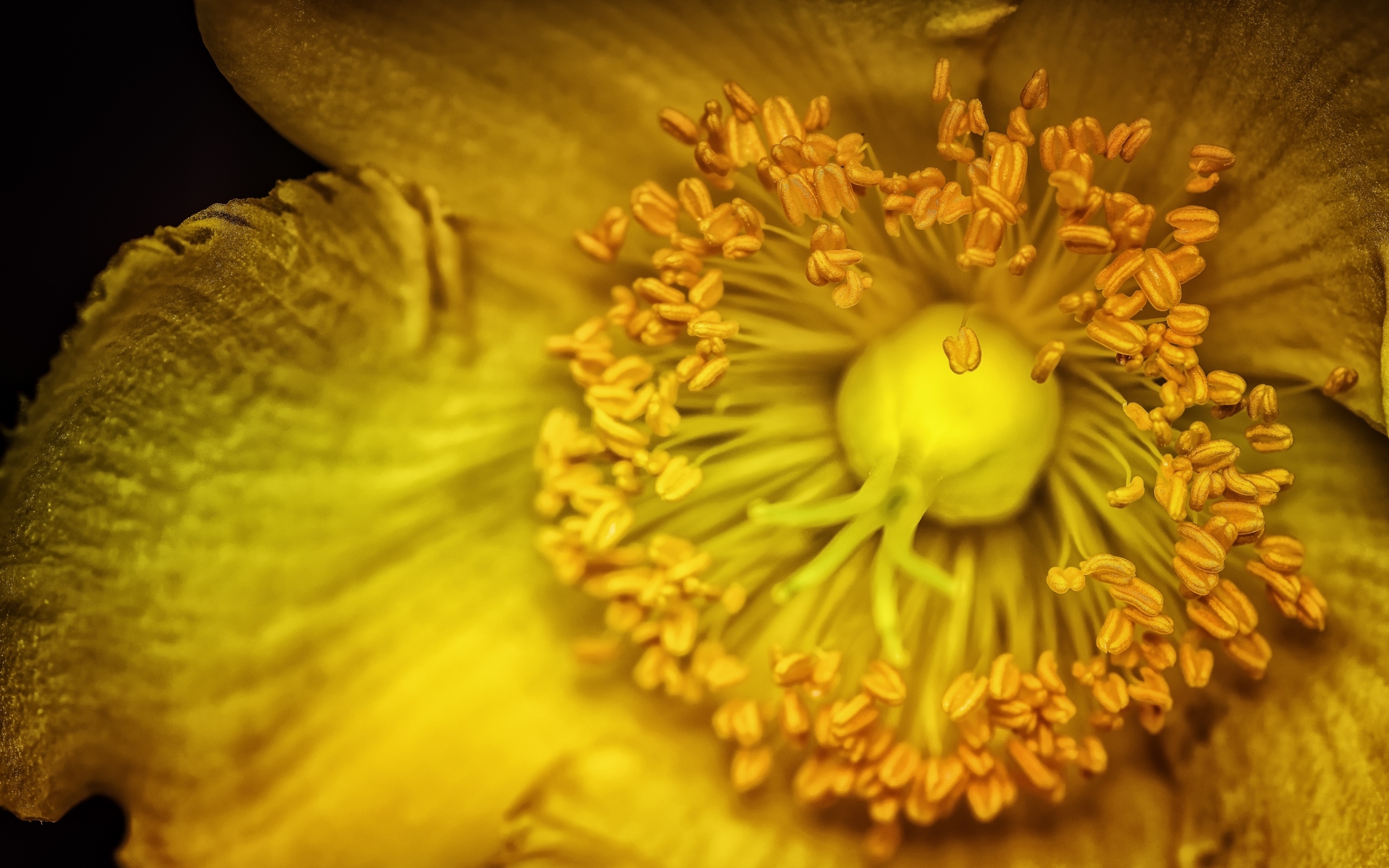 Желтый цветок анемоны крупным планом