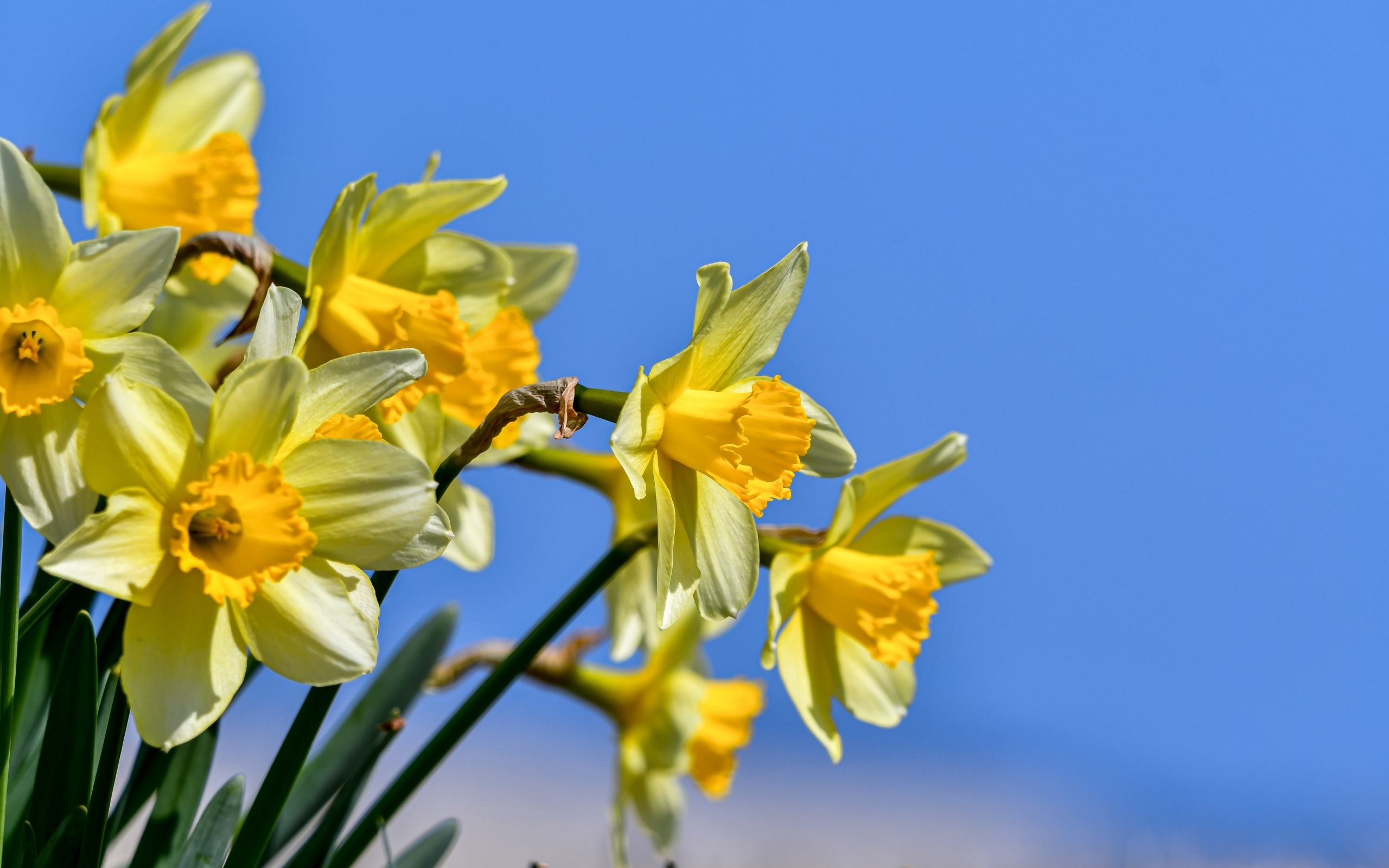 Желтые нарциссы на фоне голубого неба весной