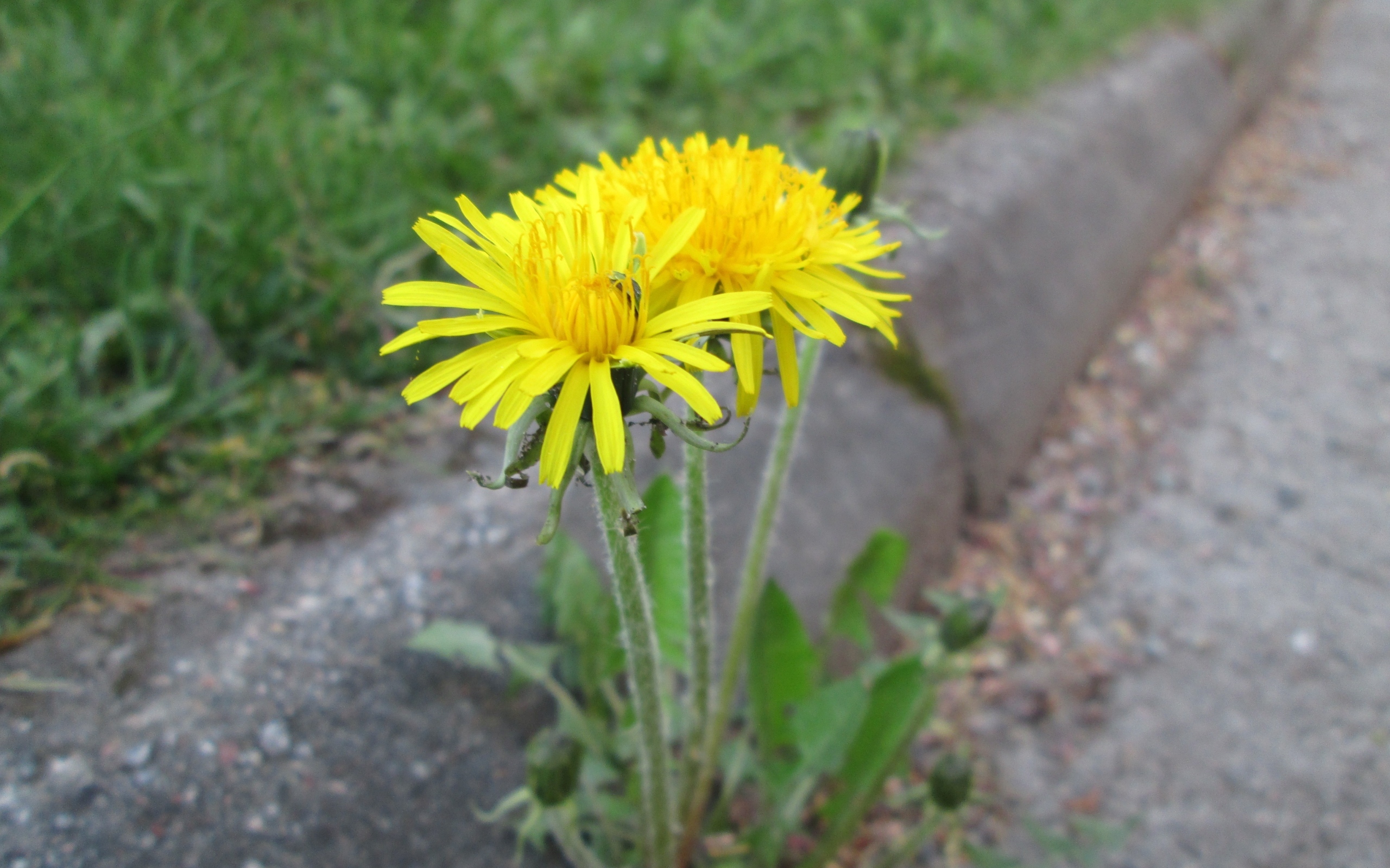 Желтые цветы одуванчика у дороги 