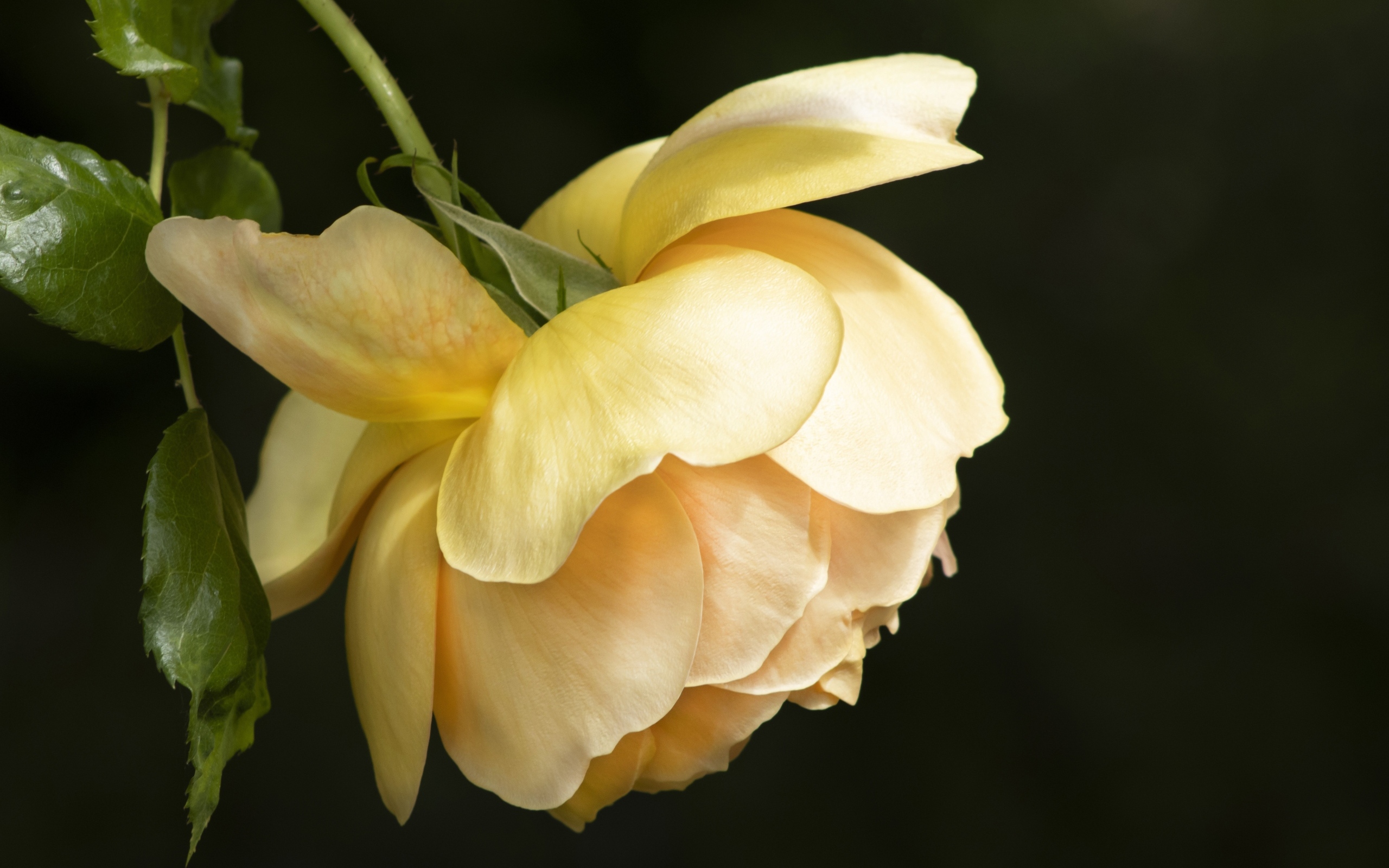 Желтая сорванная роза на черном фоне