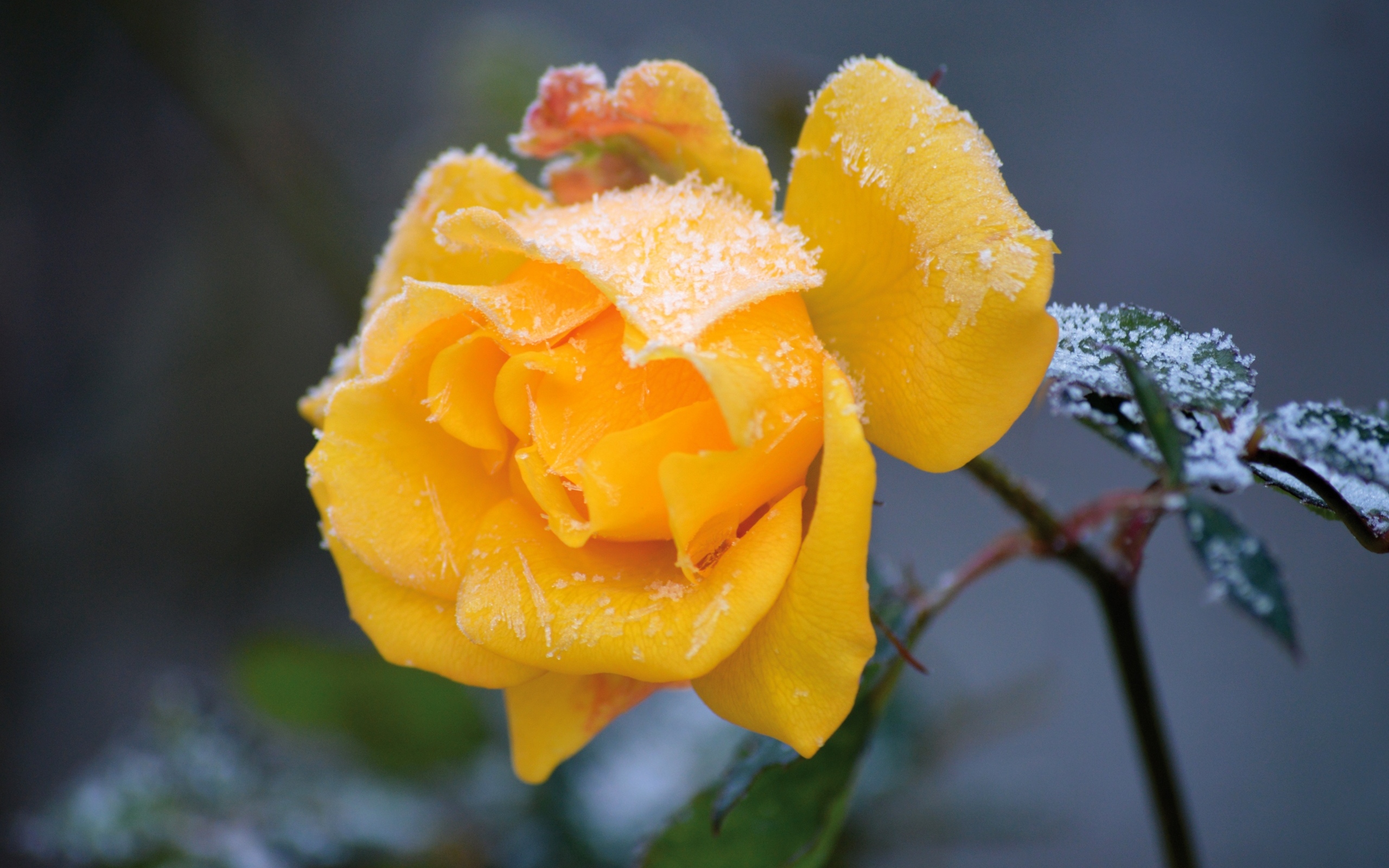 Желтая роза покрыта инеем на клумбе