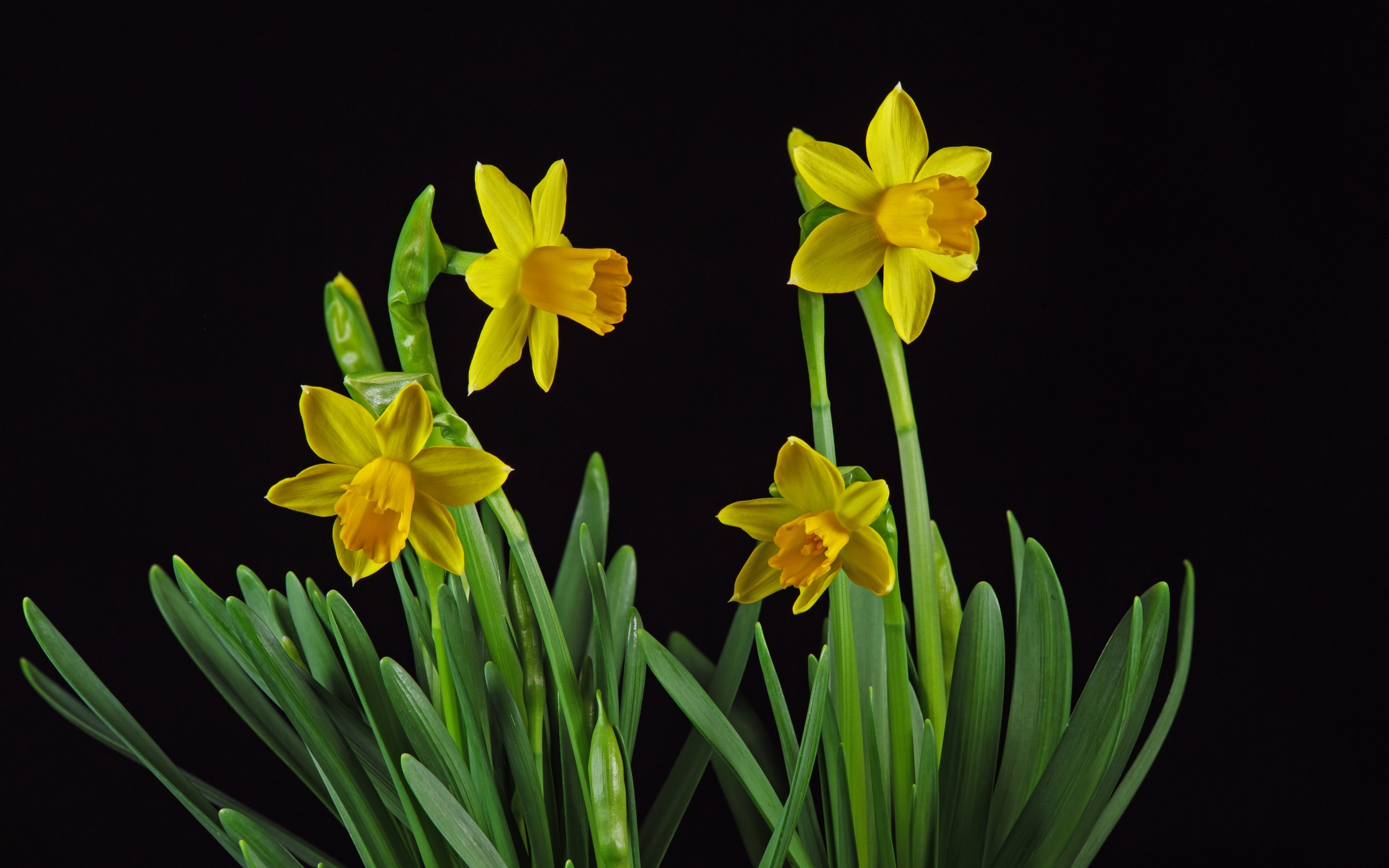 Желтые весенние нарциссы на черном фоне