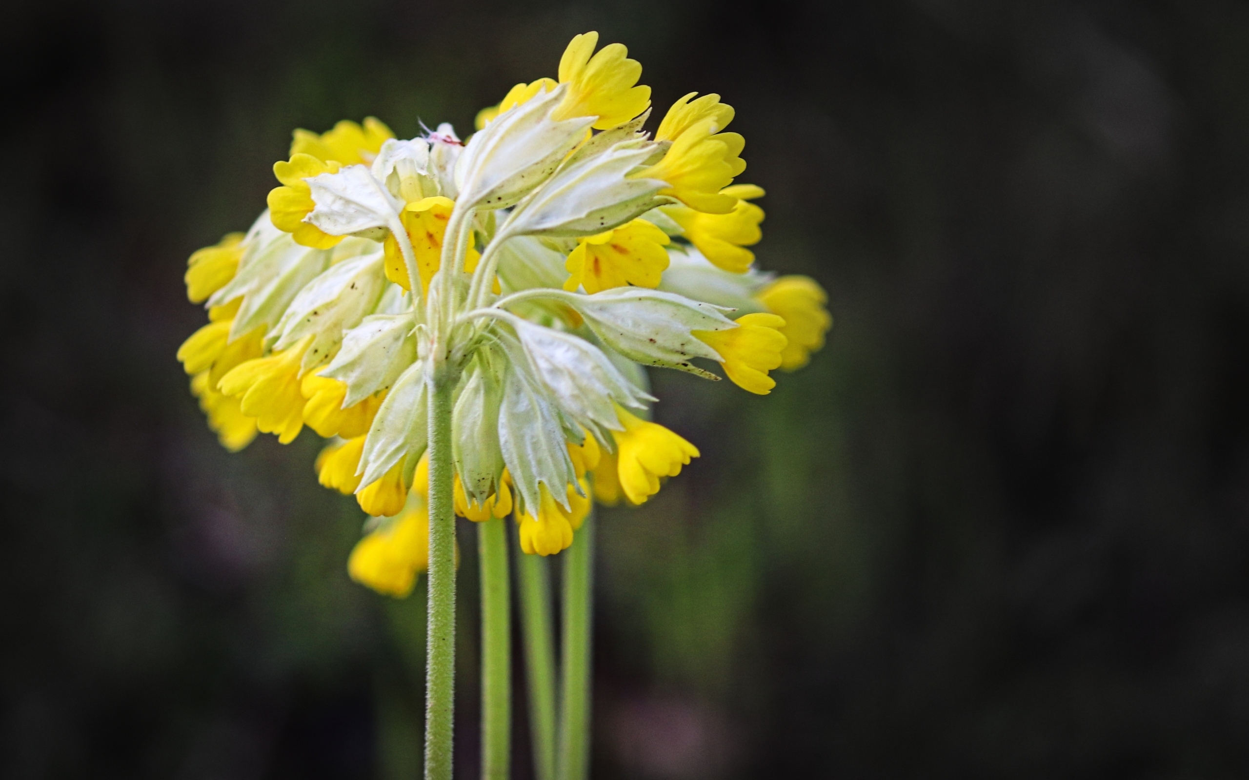 Желтые цветы примула весенняя