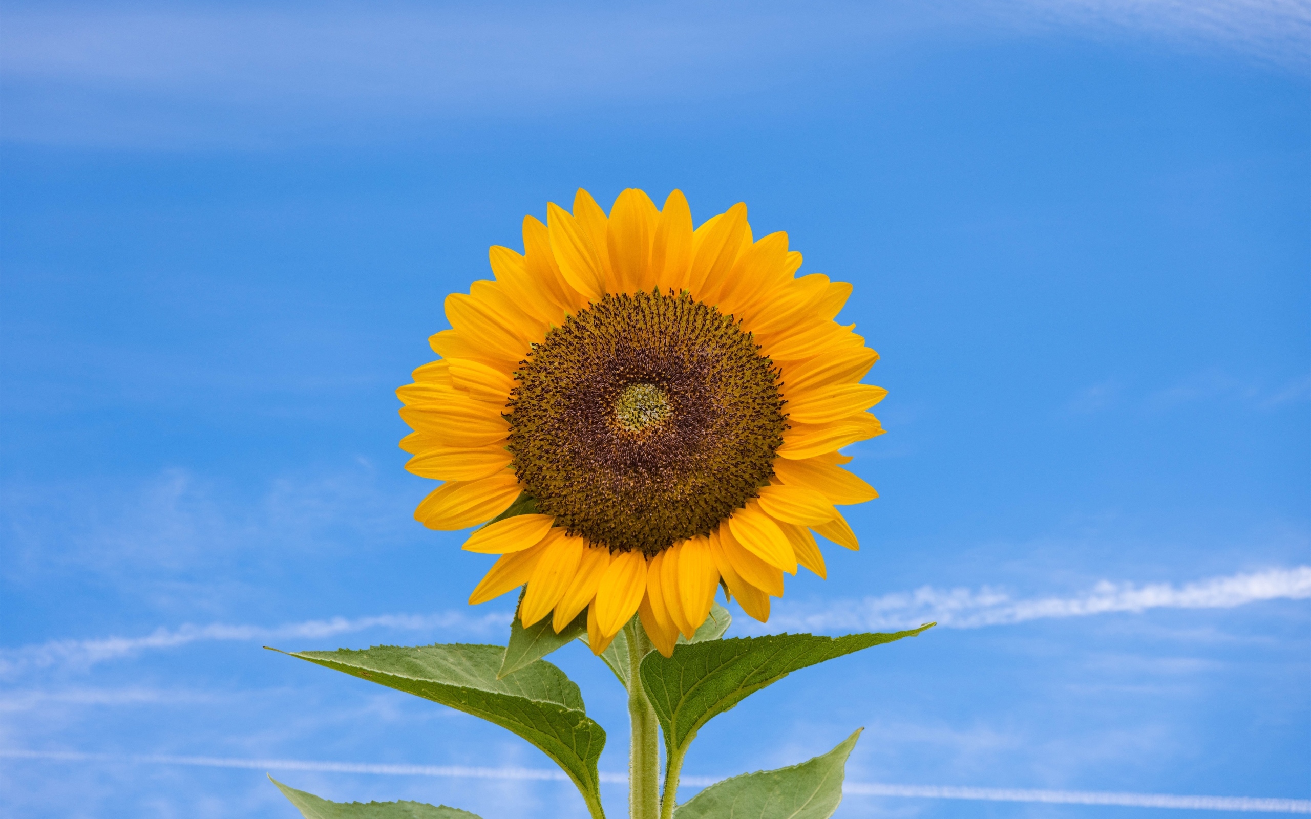 Желтый цветок подсолнуха на фоне голубого неба  